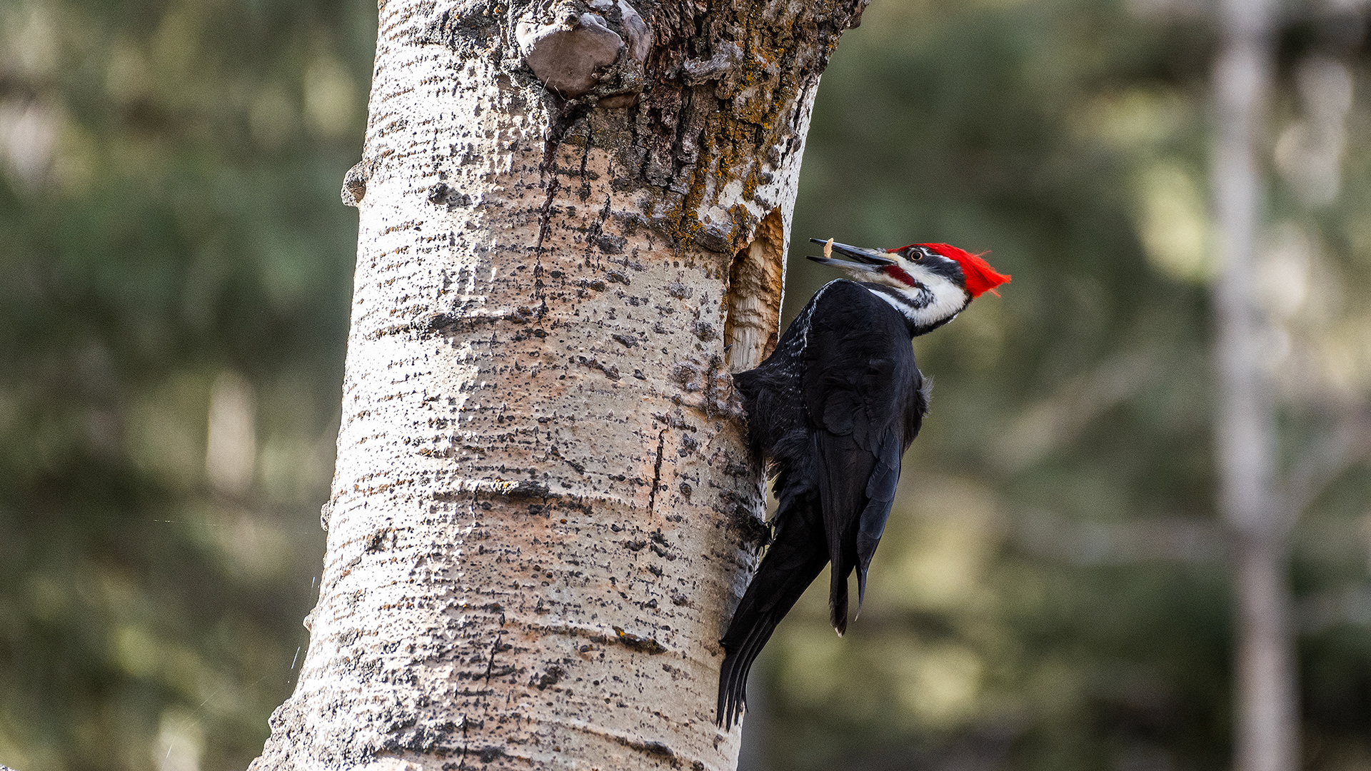 Pileated Woodpecker (male) near Marshall Springs in Fish Creek Provincial Park