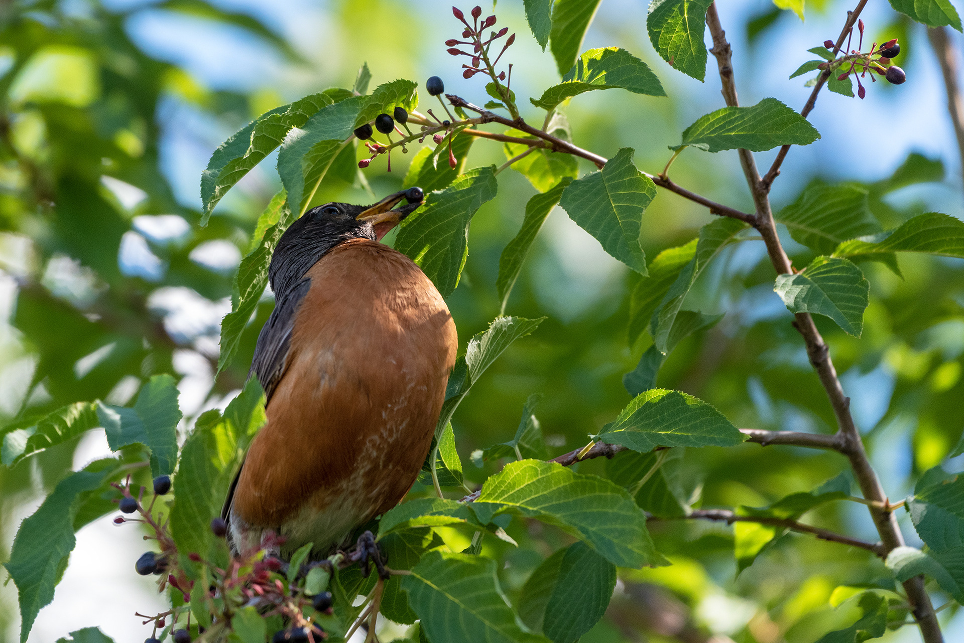 American Robin with a berry in his bill