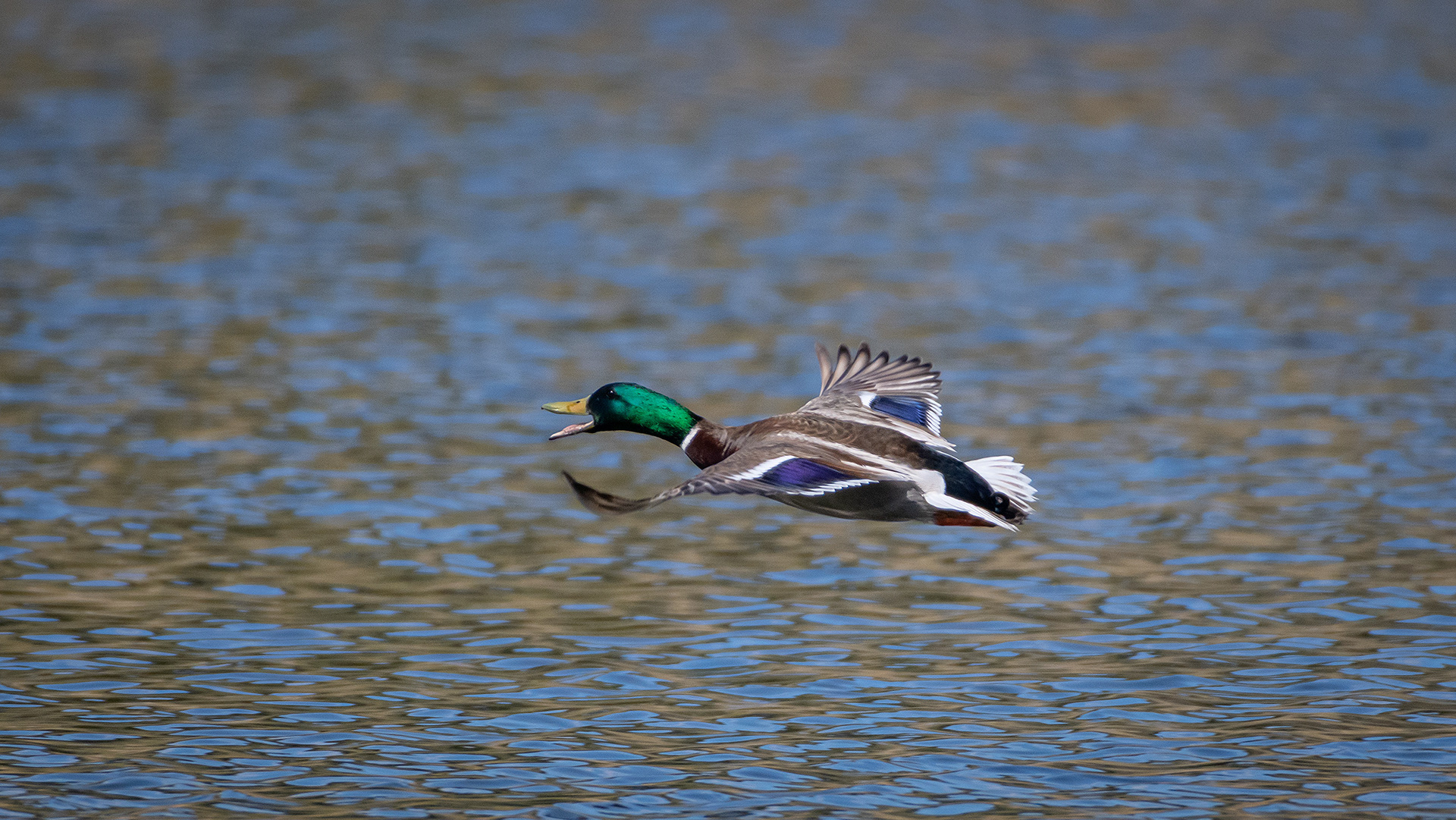Mallard (male) in flight, Marshall Springs ponds, Fish Creek Provincial Park, Calgary, AB