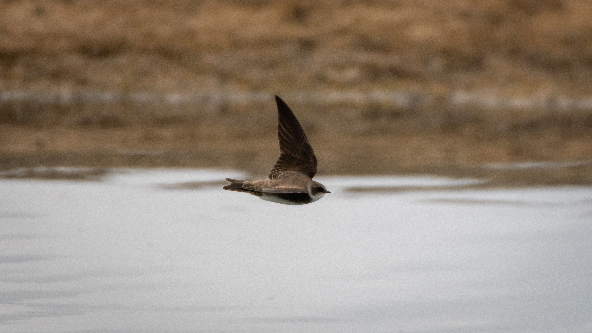 Bank Swallow (in flight), Glenmore Reservoir, North Glenmore Park, Calgary, AB