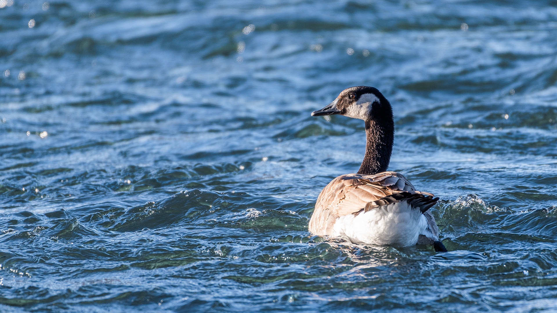Canada Goose on the Bow River near Carburn Park, Calgary, AB