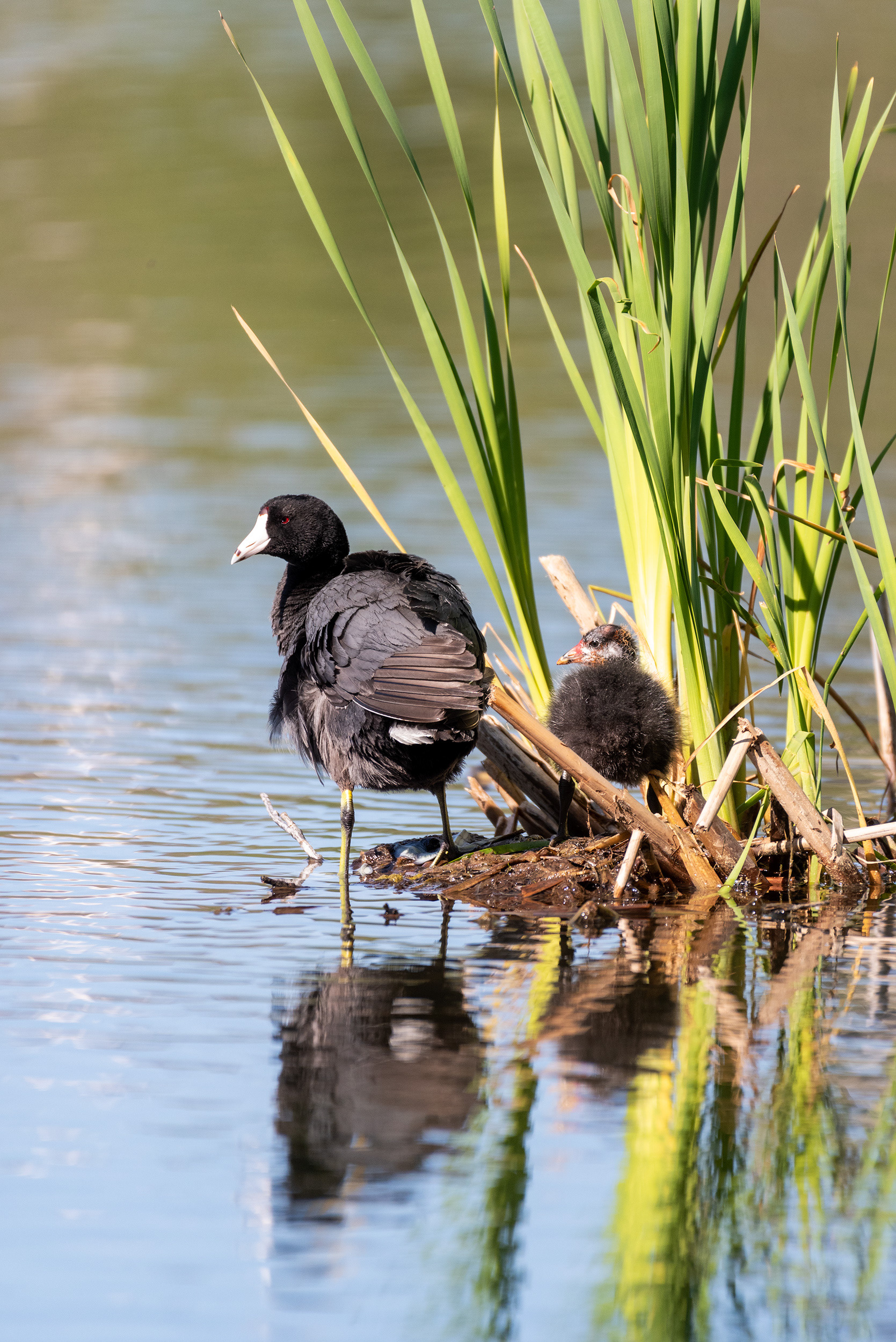 American Coot, chick, Bridlewood Wetlands Park, Calgary, Alberta