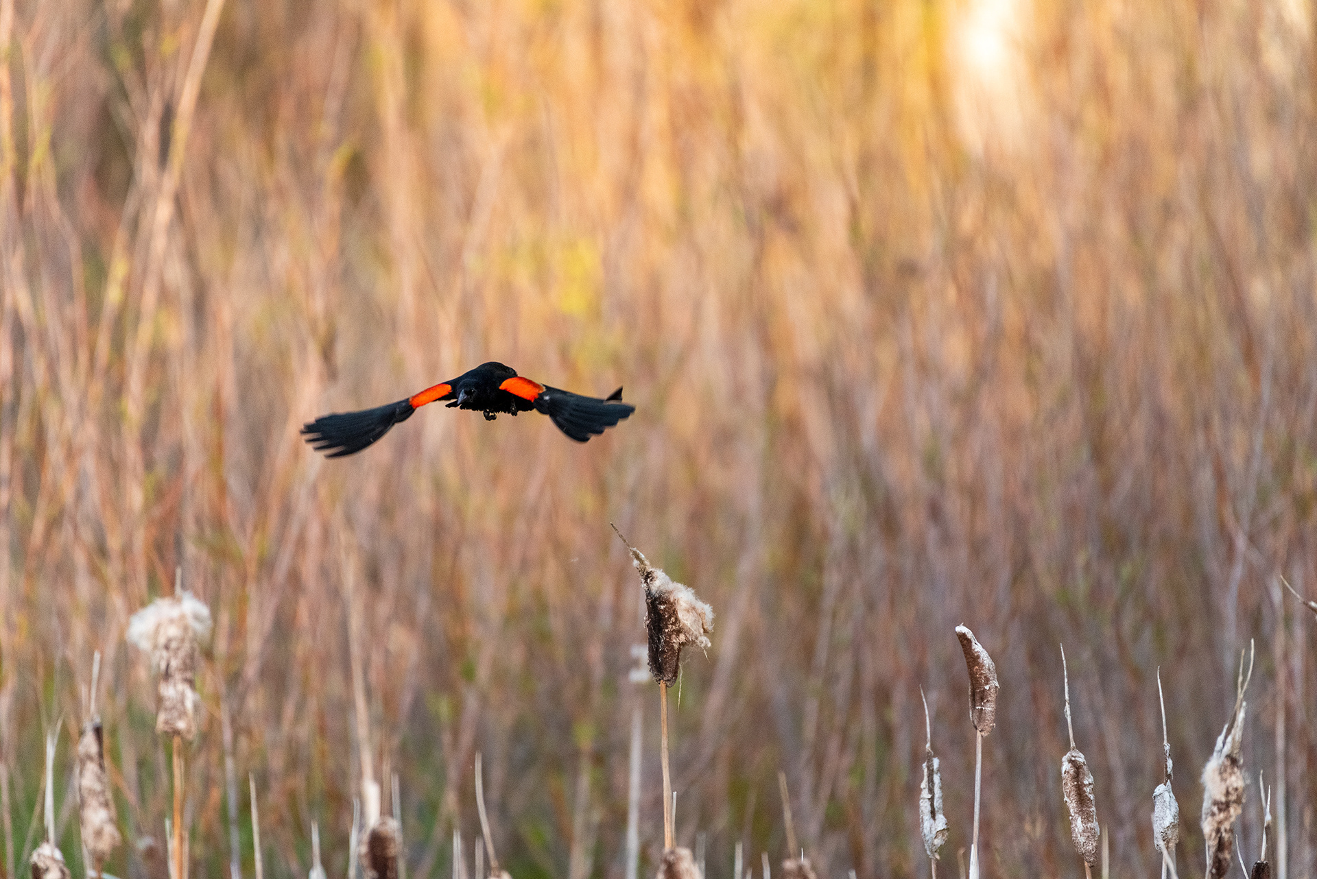 Red-winged Blackbird, Marshall Springs, Fish Creek Provincial Park, Calgary, Alberta