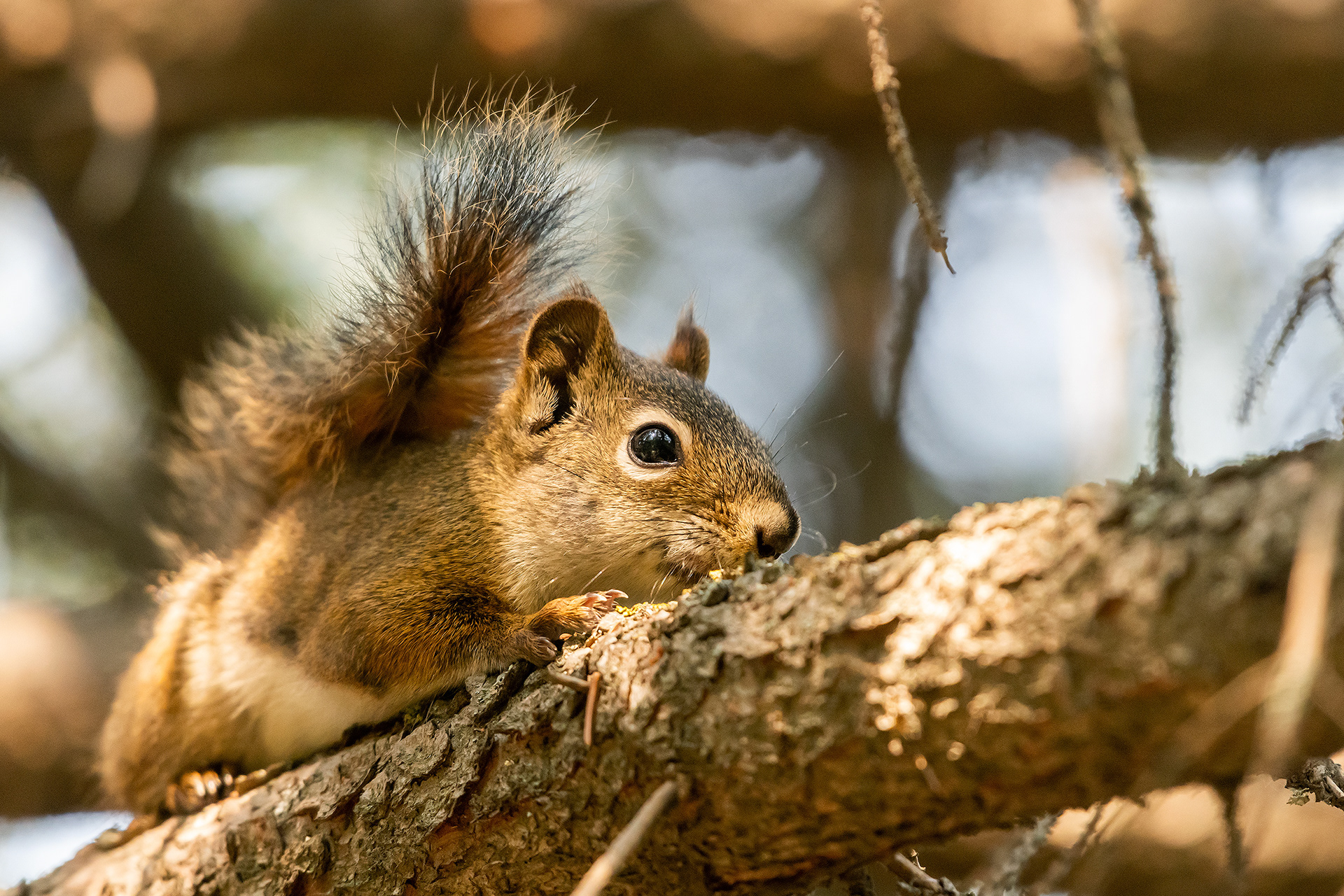 Red Squirrel, Marshall Springs - Fish Creek Prov. Park, Calgary, AB