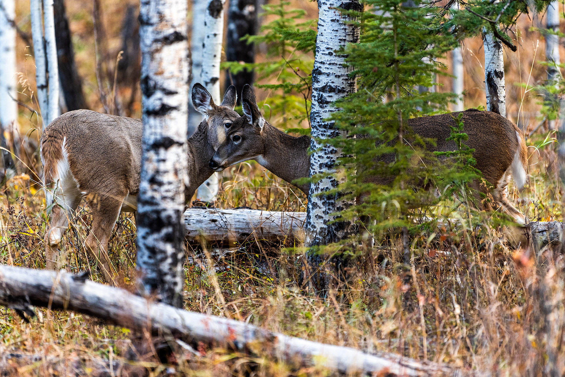 White-tailed Deer, sharing a moment together, near the Marshall Springs ponds in Fish Creek Provincial Park