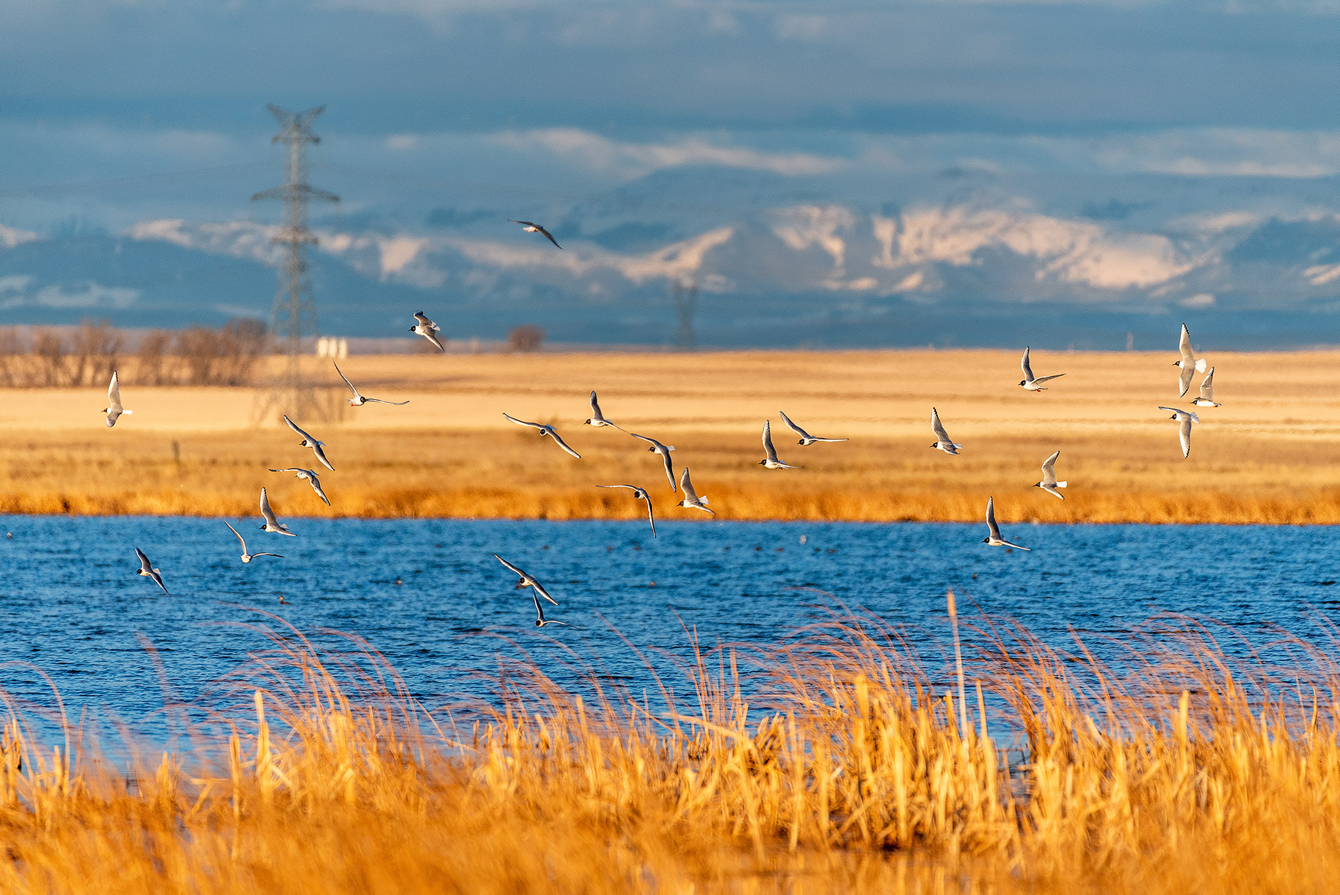 Franklin's Gulls in flight at Frank Lake, Alberta