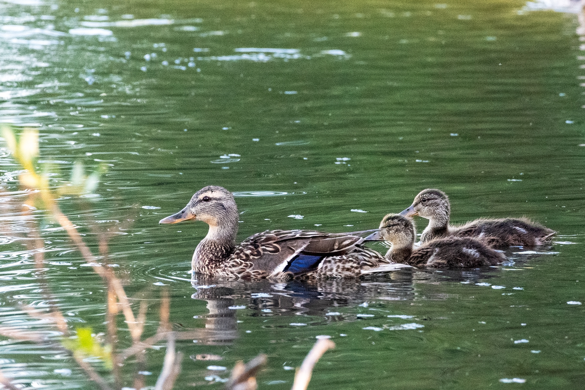 Mallard with ducklings