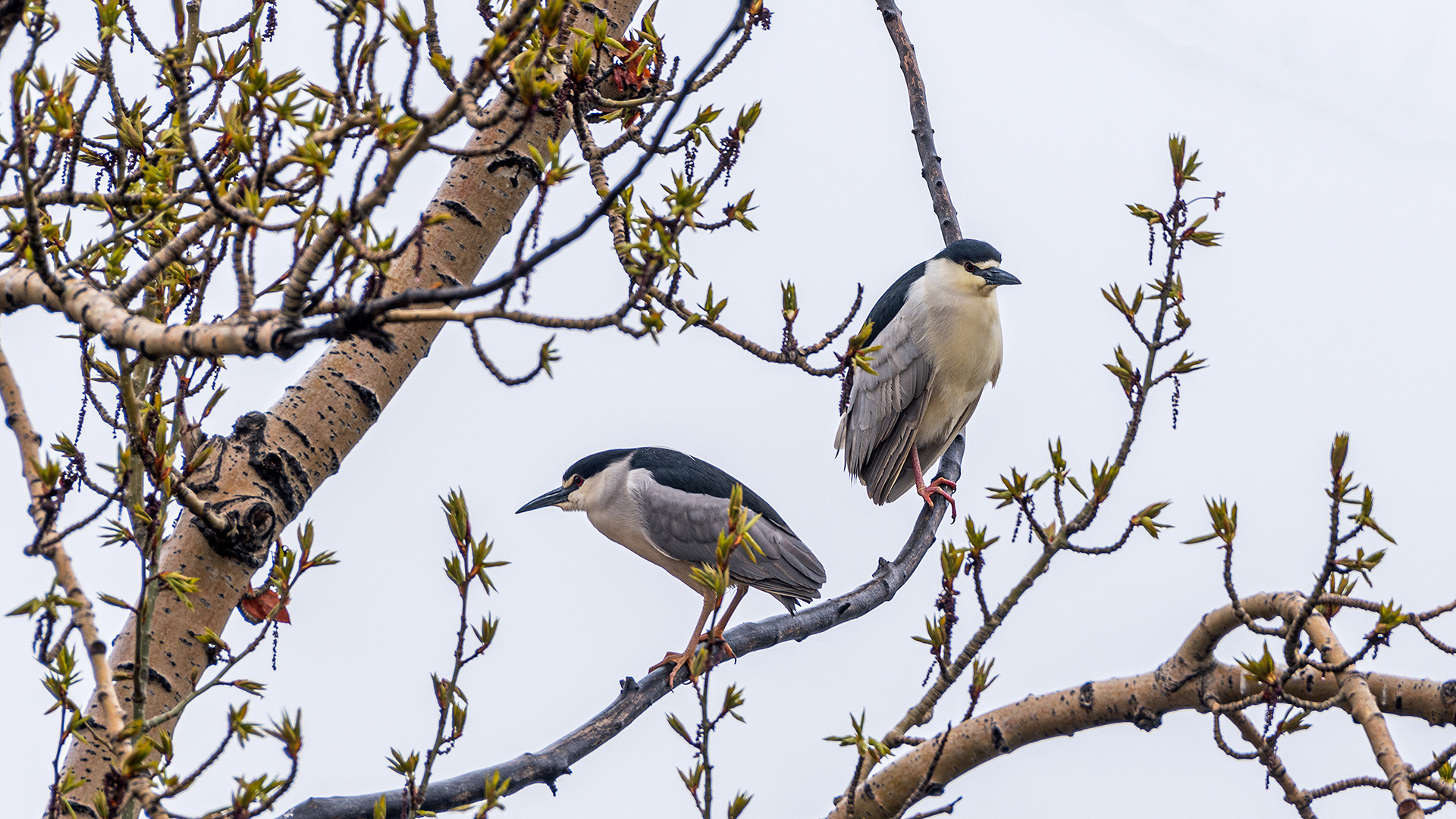 Black-crowned Night-Herons at Bridlewood Wetlands Park, Calgary, Alberta