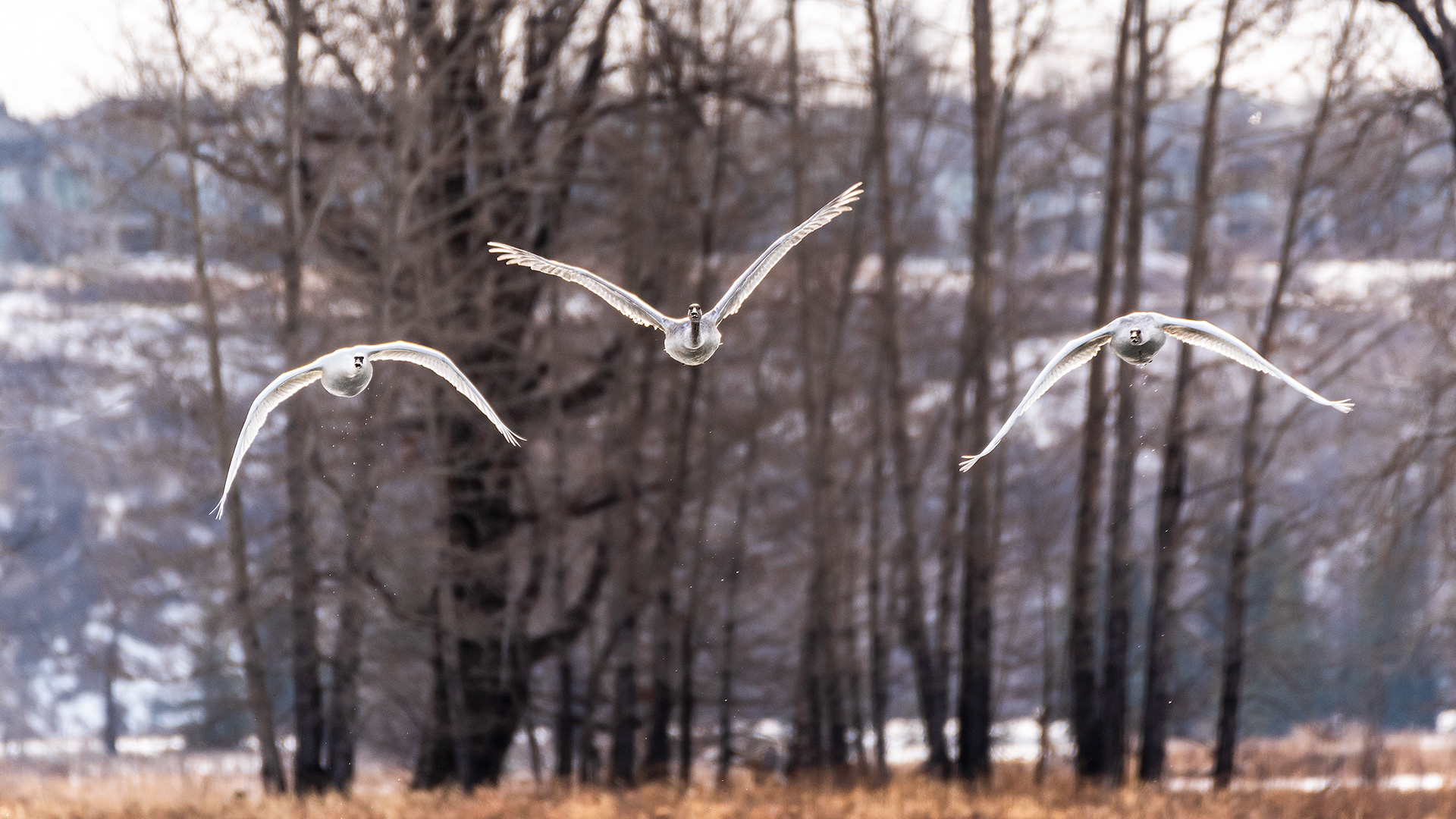 Trumpeter Swans (in flight) near Mallard Point, Fish Creek Prov. Park, Calgary, AB