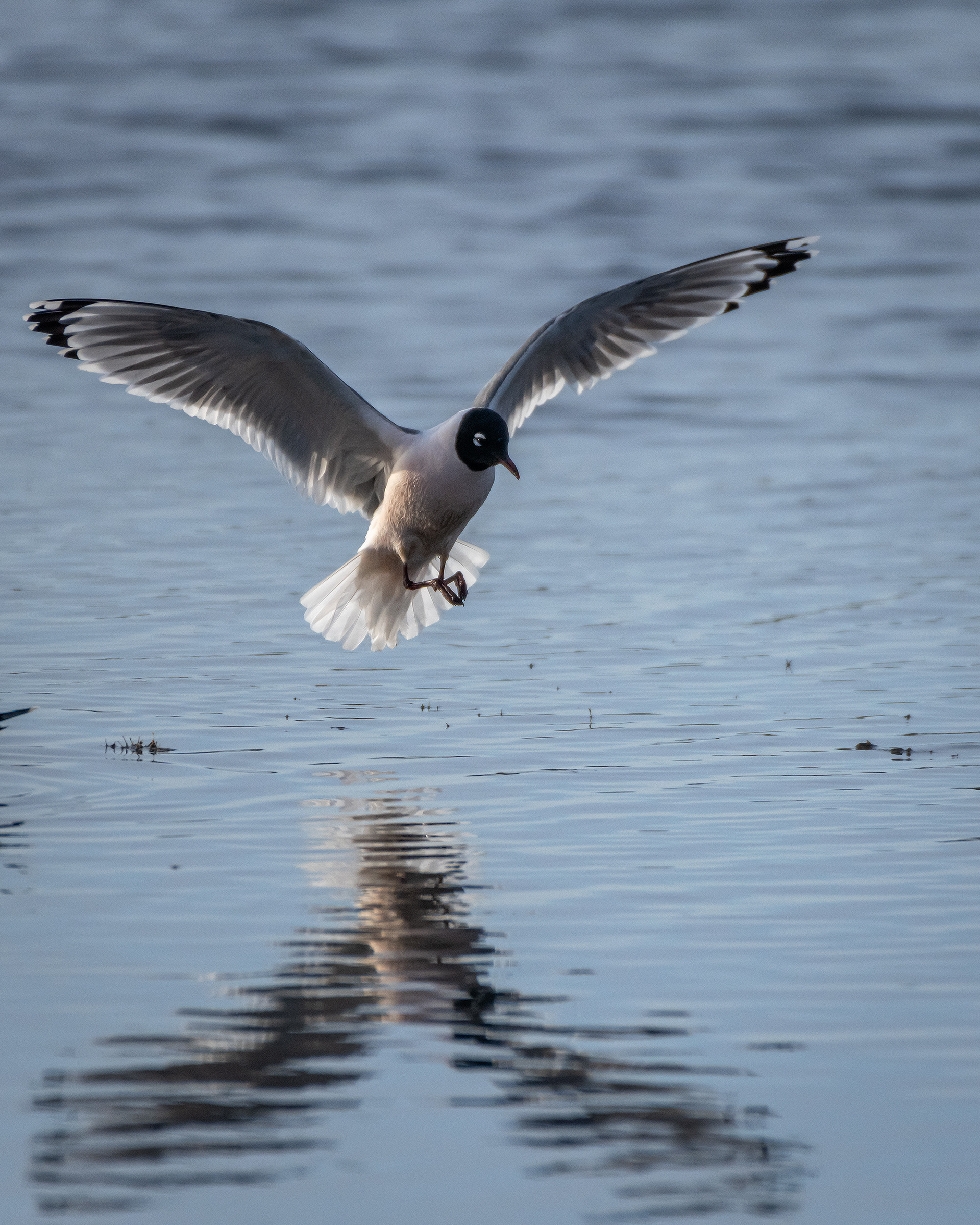 Franklin's Gull (in flight), Glenmore Reservoir, North Glenmore Park, Calgary, AB