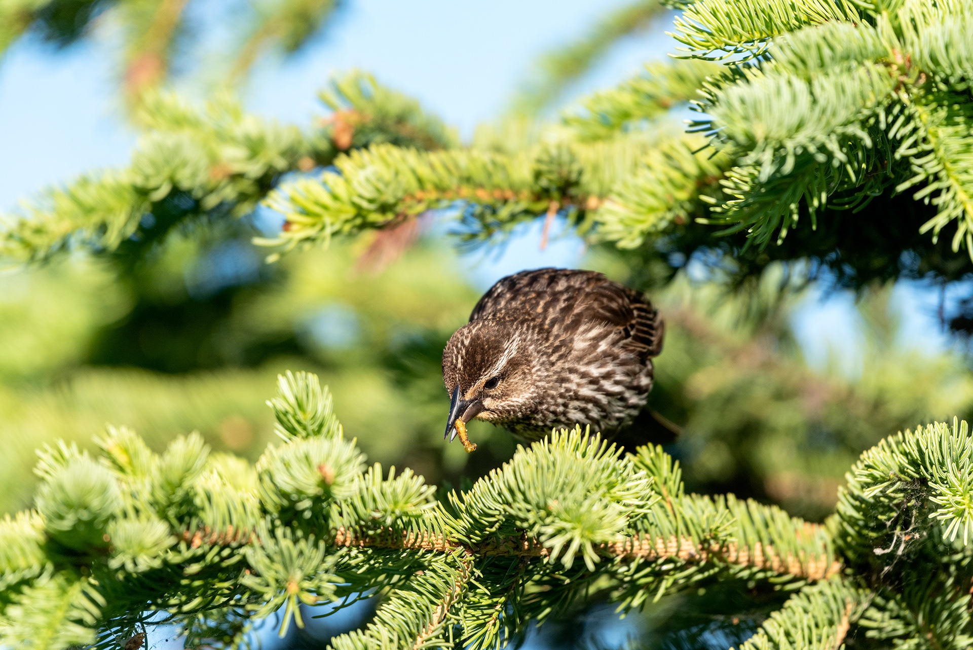 Red-winged Blackbird, Marshall Springs, Fish Creek Provincial Park, Calgary