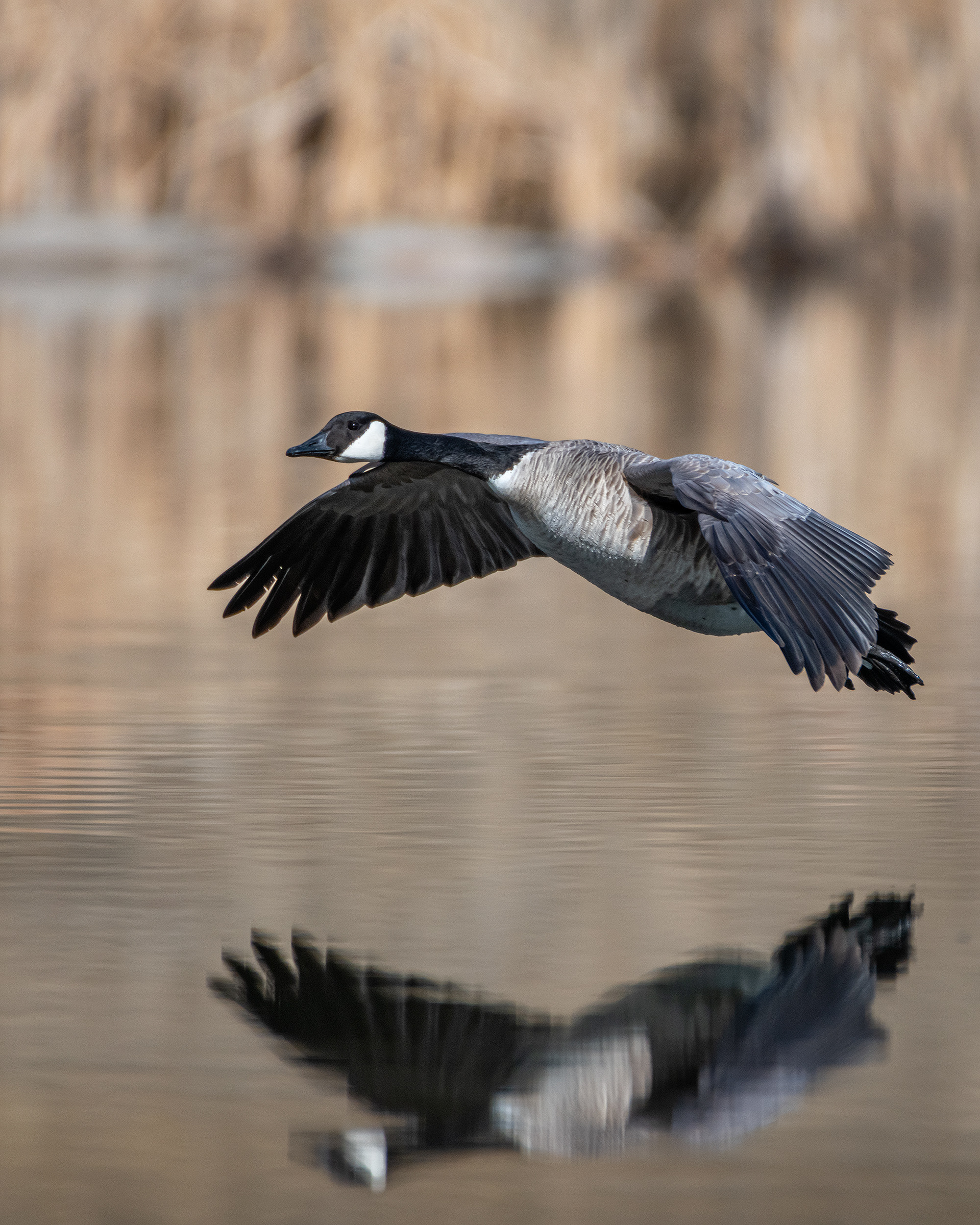 Canada Goose (in flight), Marshall Springs, Fish Creek Provincial Park, Calgary, AB