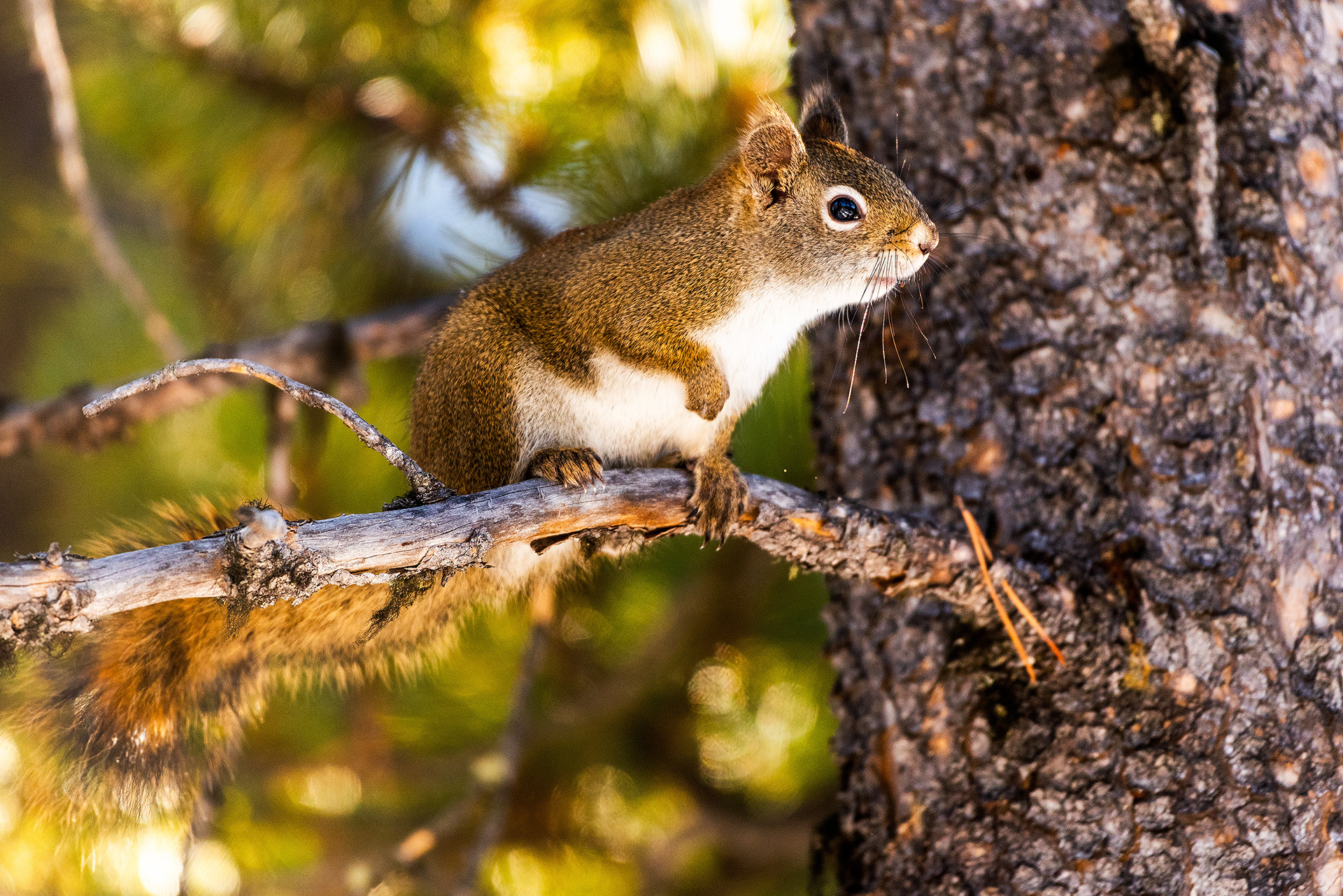 Red Squirrel on Prairie Mountain, close to Elbow Falls, AB