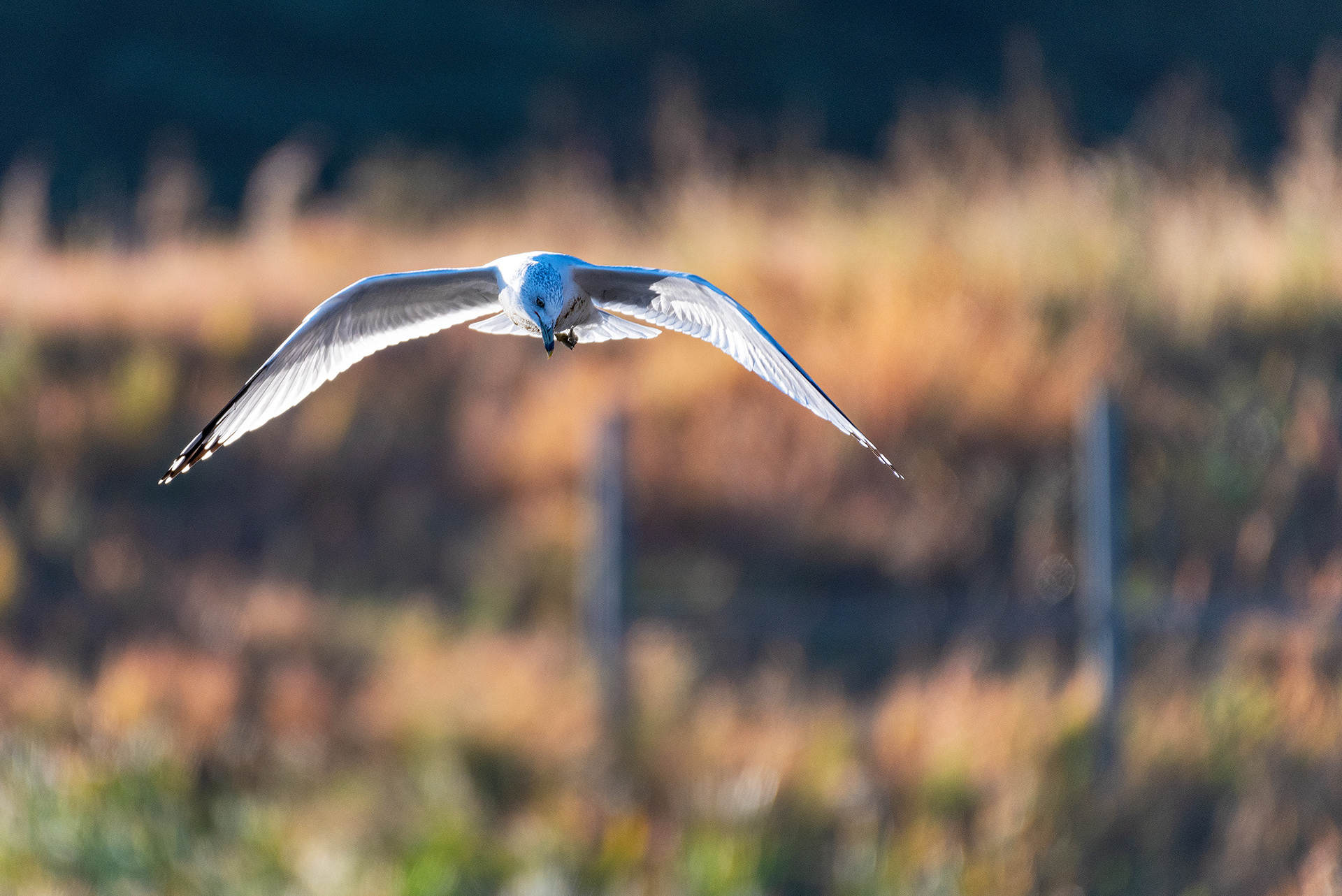 Ring-billed Gull, in flight, at the Marshall Springs ponds in Fish Creek Provincial Park