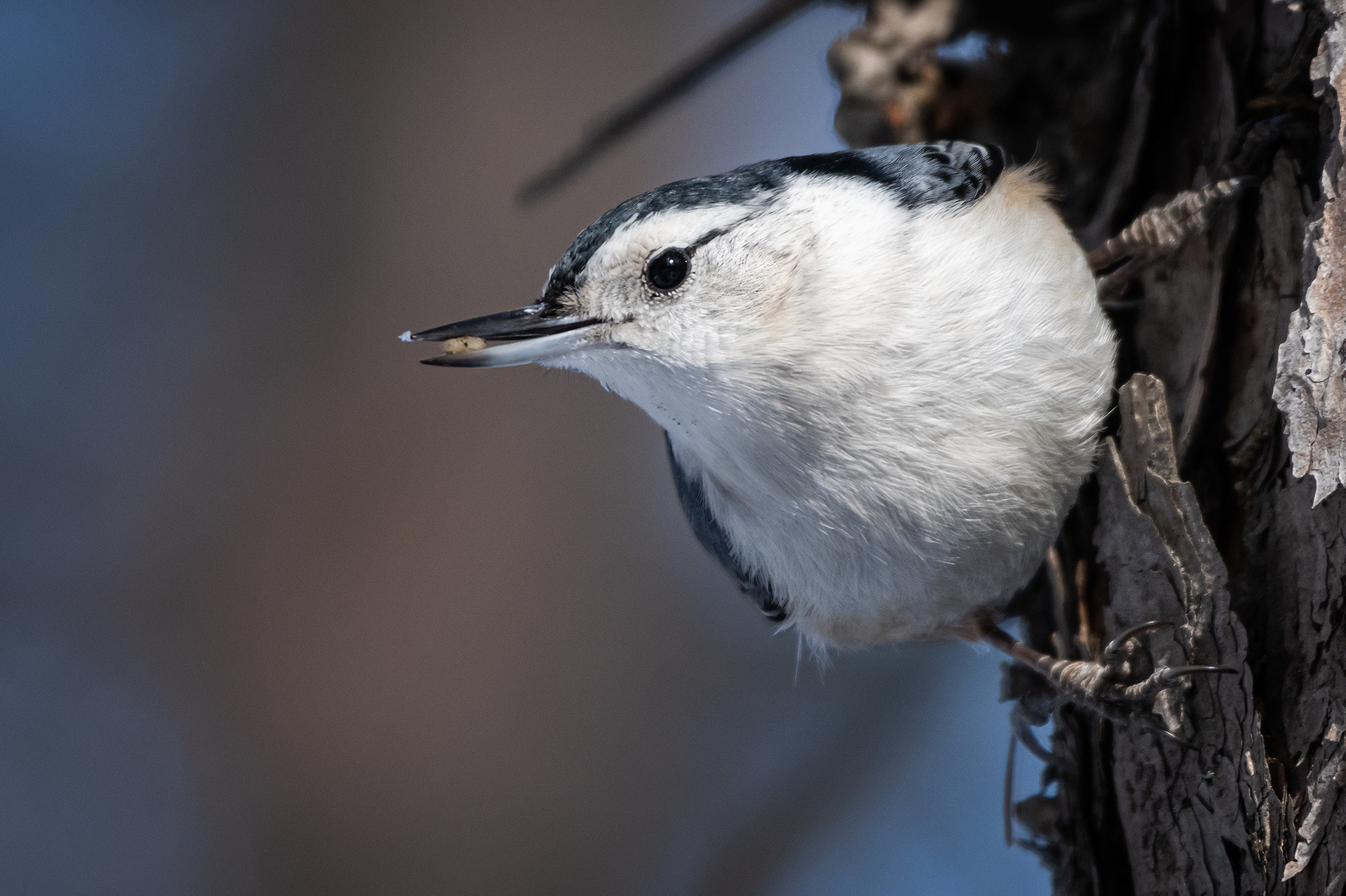 White-breasted Nuthatch, near the Marshall Springs area of Fish Creek Provincial Park, Calgary, AB