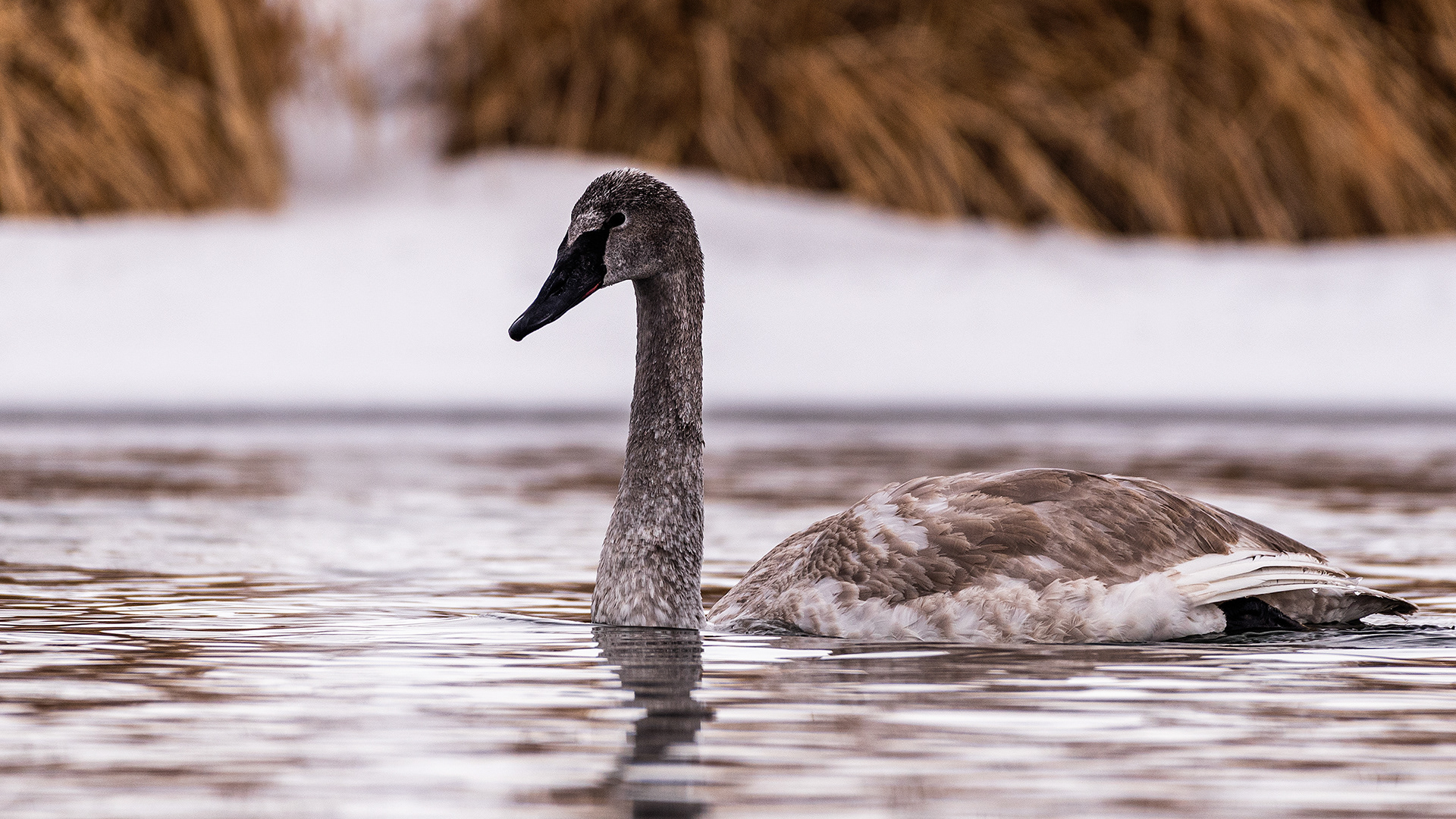 Trumpeter Swan near Mallard Point, Fish Creek Prov. Park, Calgary, AB