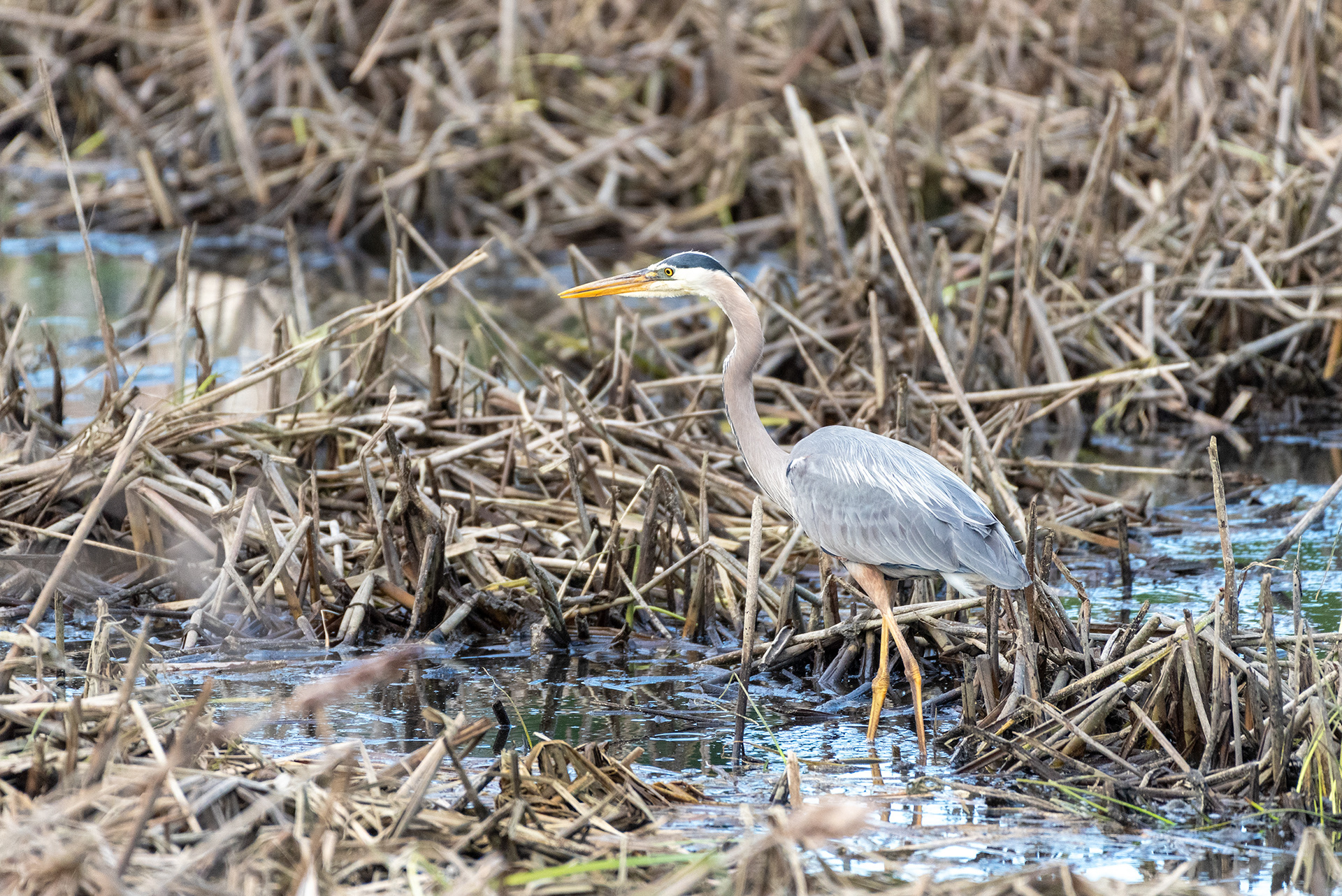 Great Blue Heron