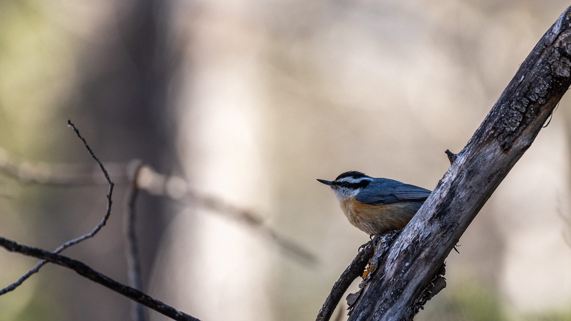 Red-breasted Nuthatch near Marshall Springs in Fish Creek Provincial Park