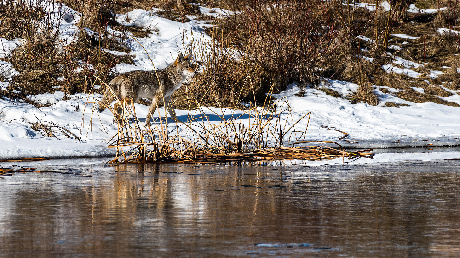 Coyote at Marshall Springs, Fish Creek Prov. Park, Calgary, AB