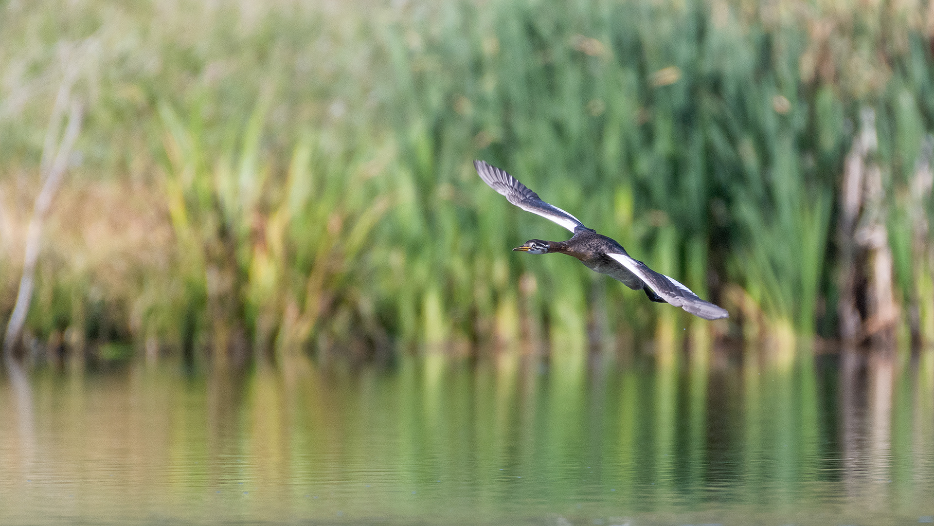 Red-necked Grebe (immature) in flight, Marshall Springs - Fish Creek Prov. Park, Calgary, AB