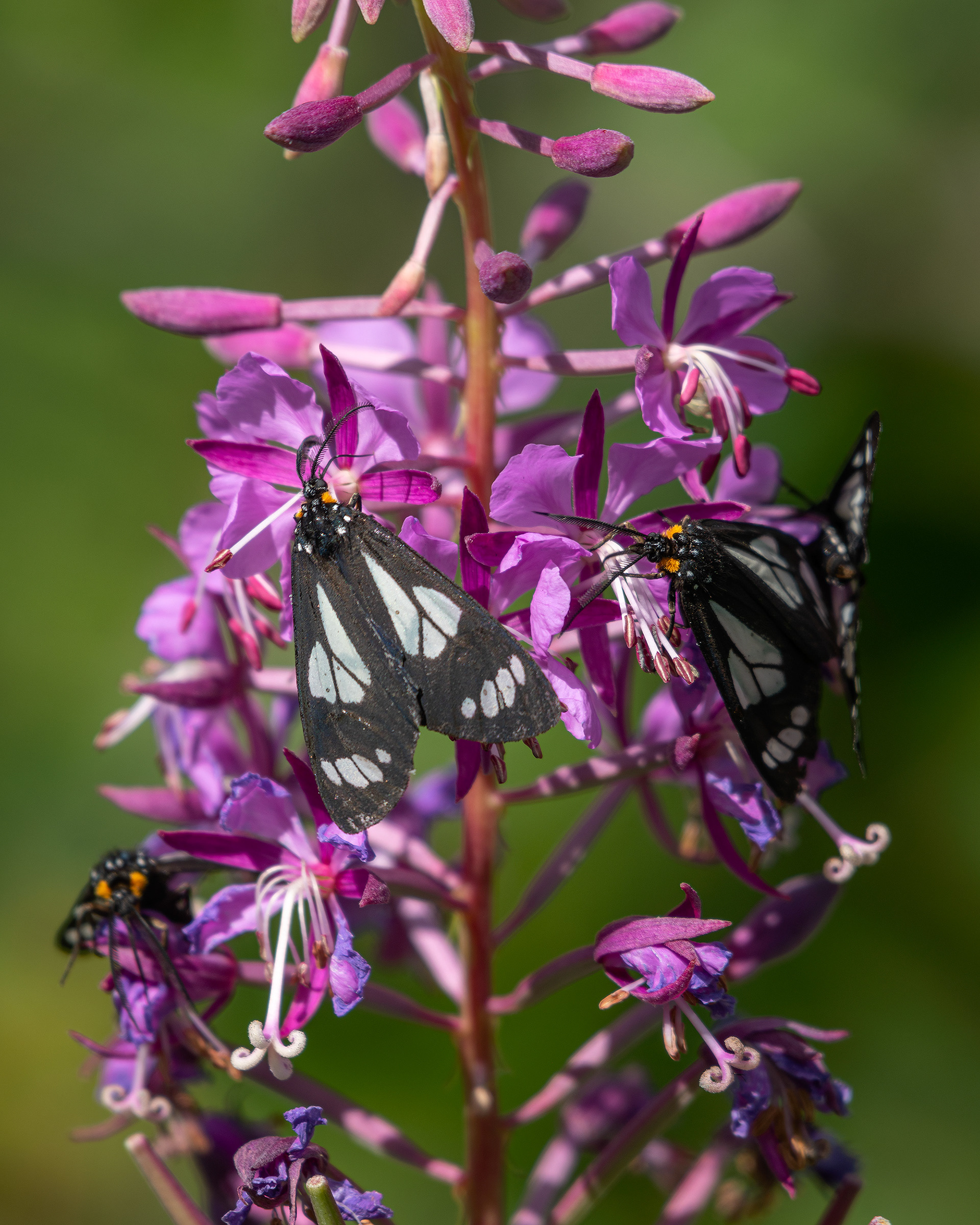 Flowers and Butterflies, Brown-Lowery Provincial Park, Alberta