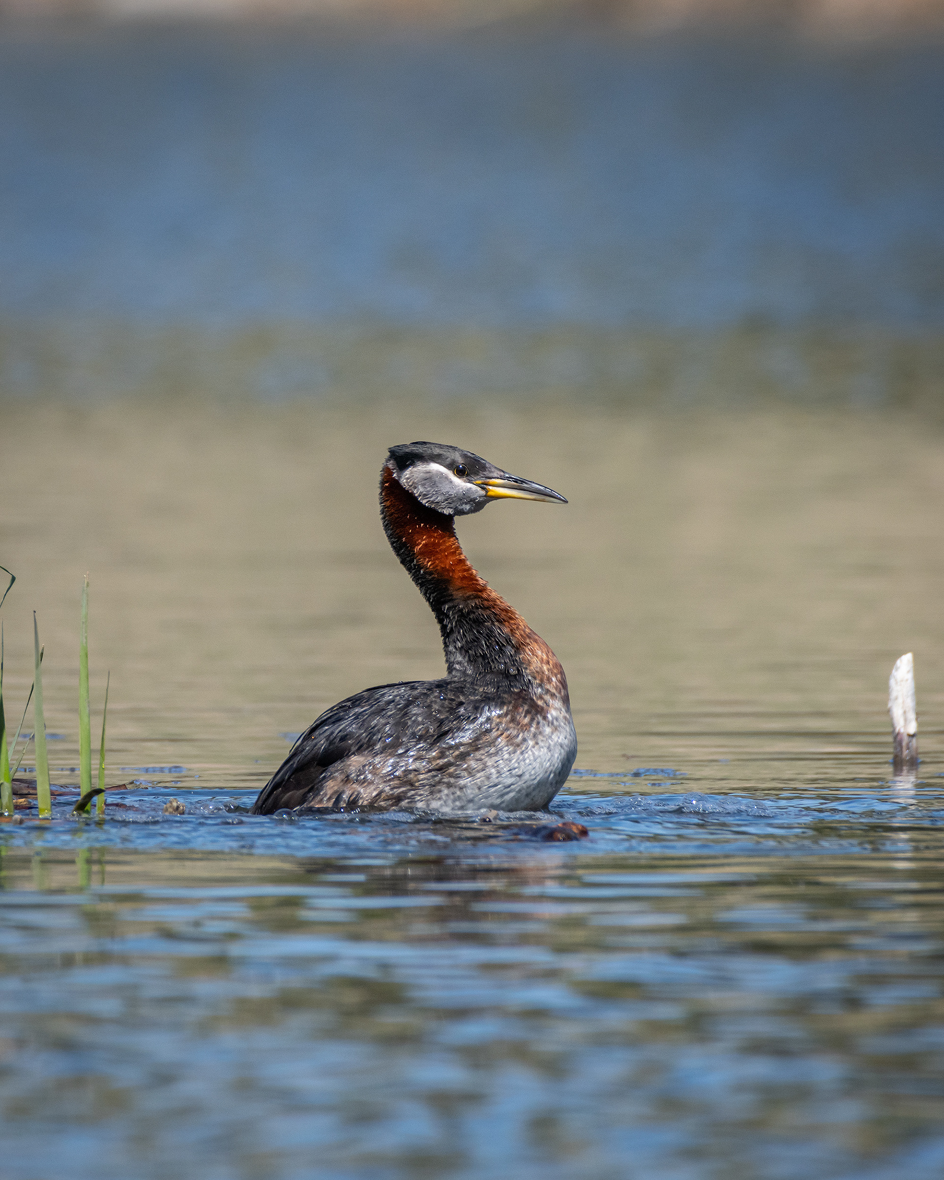 Red-necked Grebe (male), Marshall Springs ponds, Fish Creek Provincial Park, Calgary, AB