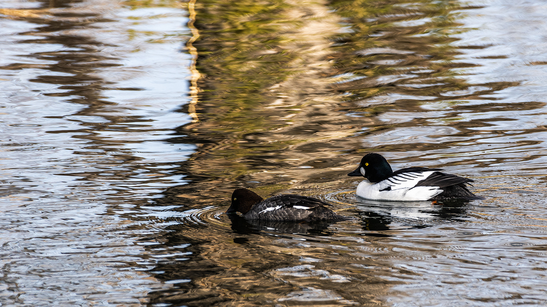Common Goldeneye pair at the Inglewood Bird Sanctuary & Nature Centre, Calgary, Alberta
