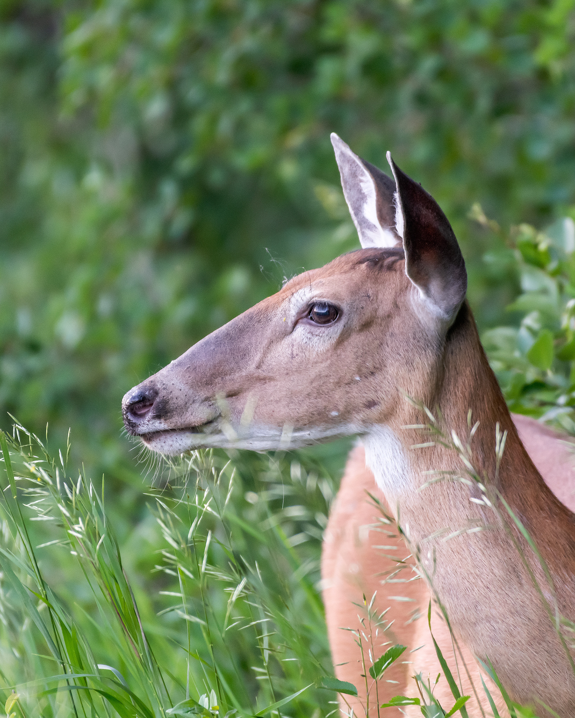 White-tailed Deer, Marshall Springs - Fish Creek Prov. Park, Calgary, AB
