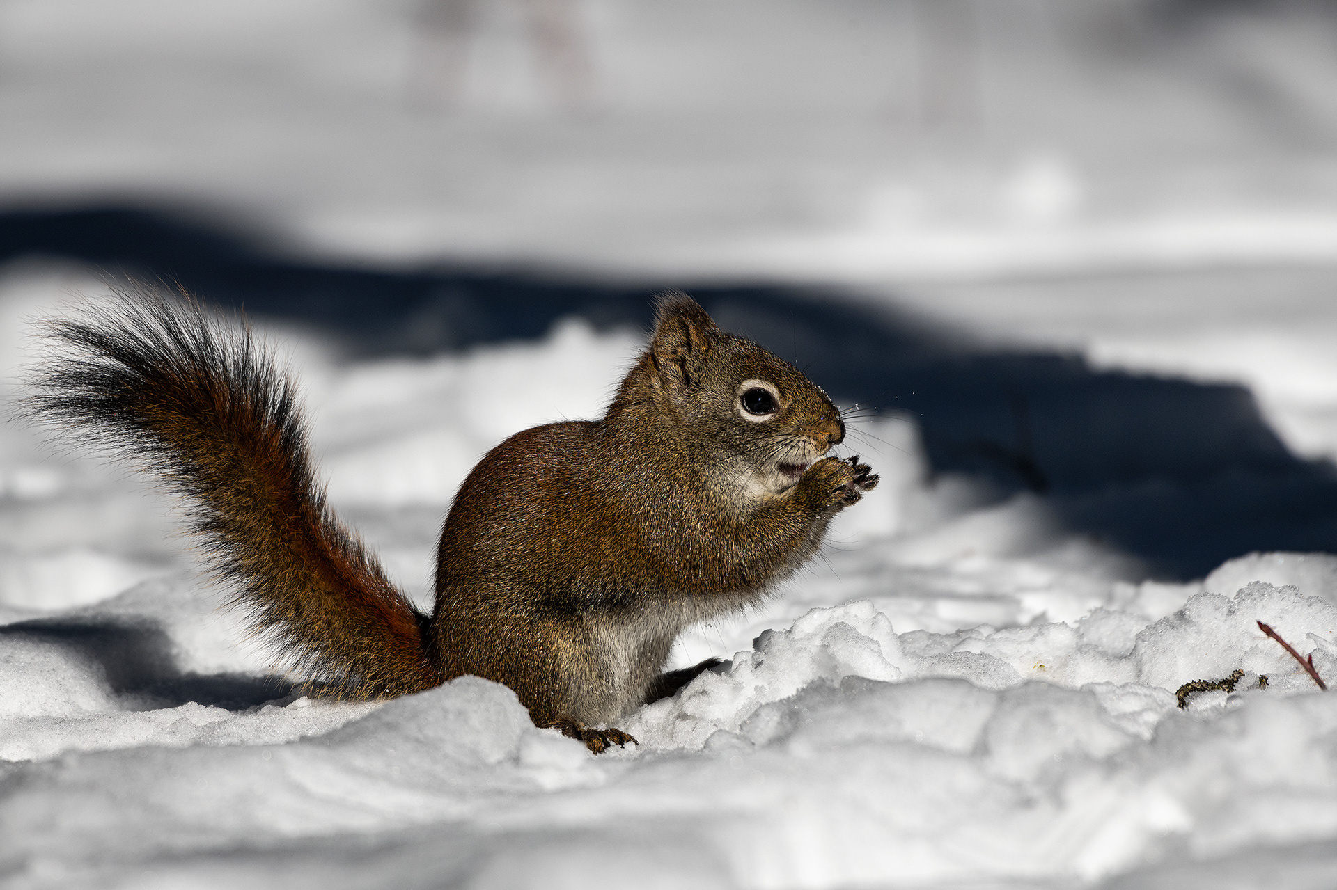 Red Squirrel, near the Marshall Springs area of Fish Creek Provincial Park, Calgary, AB