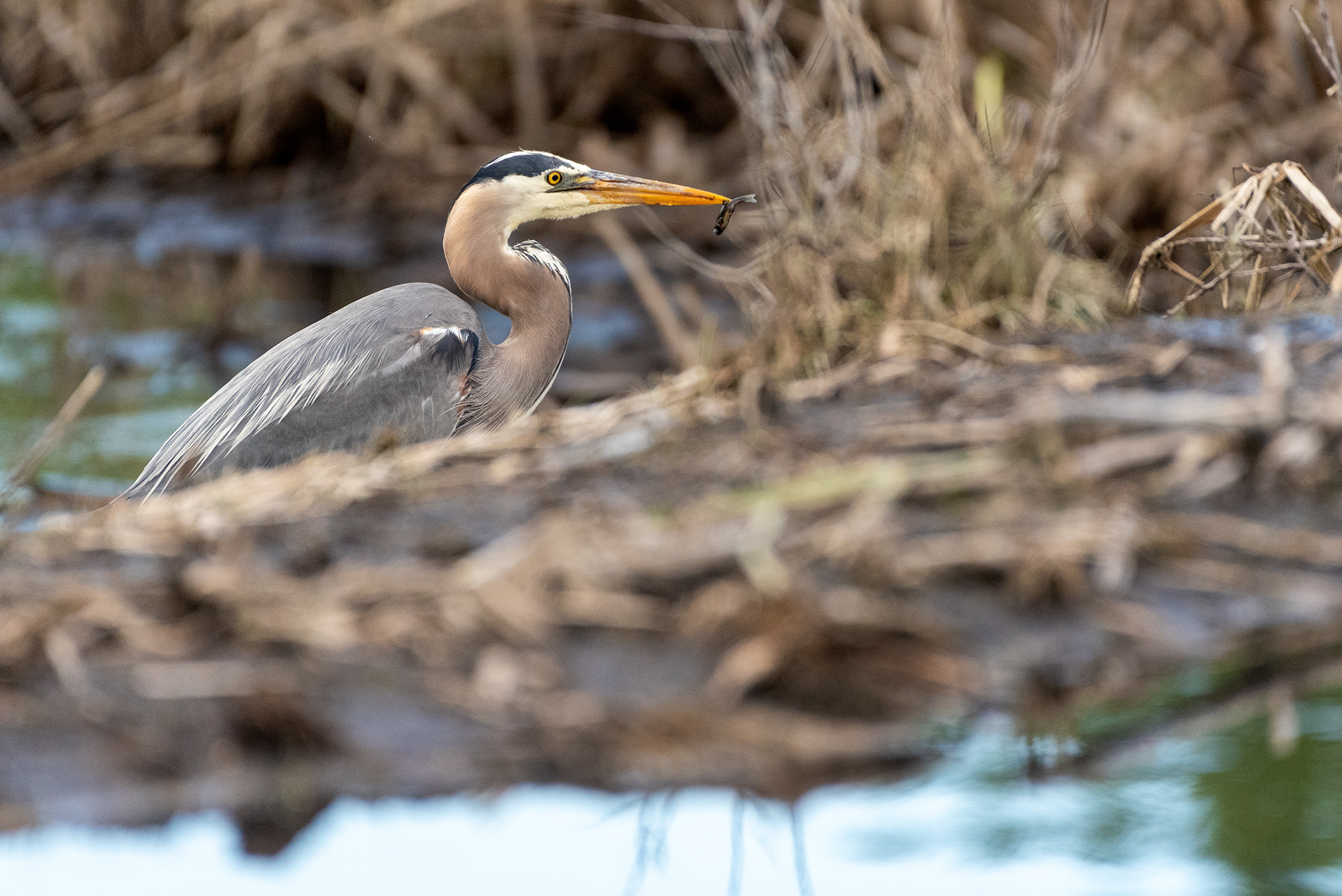 Great Blue Heron