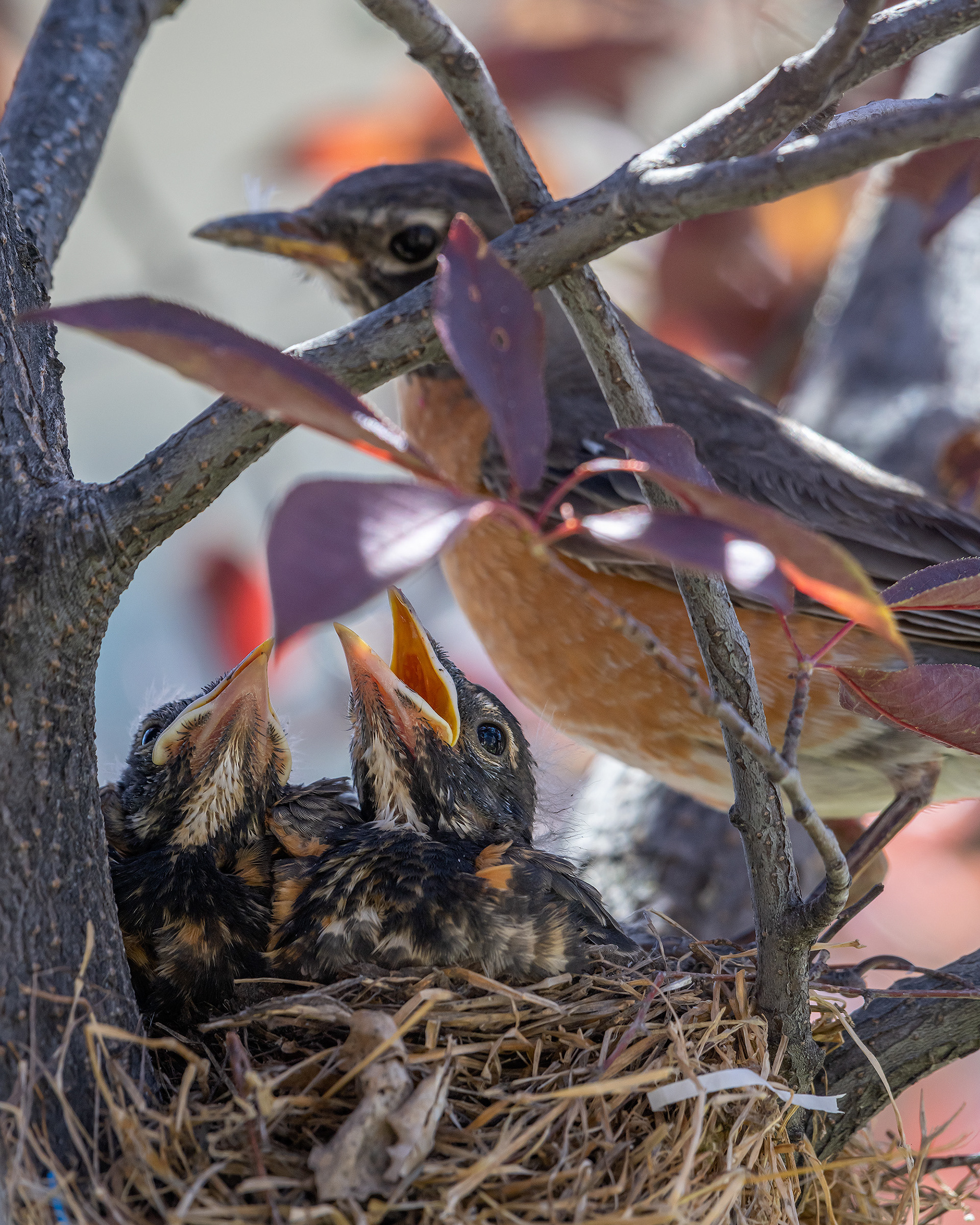 American Robin (female) with hatchlings, Bridlewood, Calgary, AB