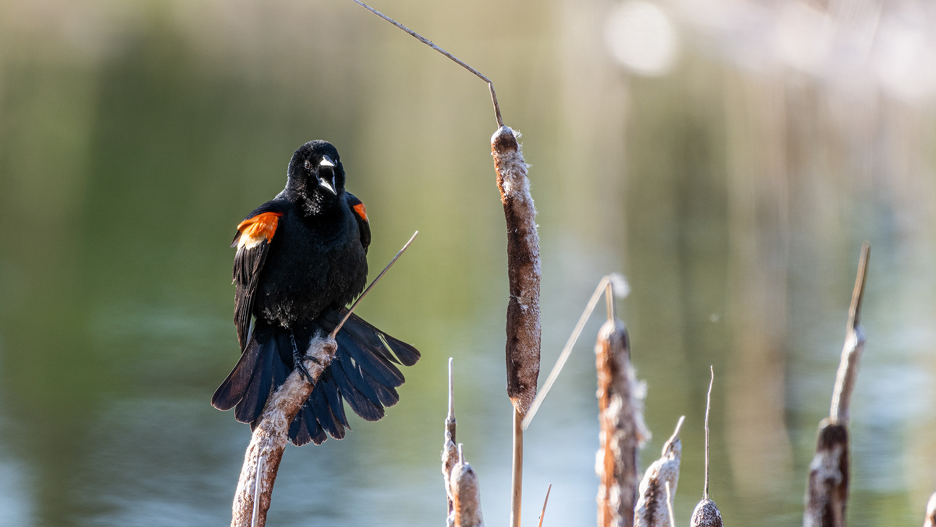 Red-winged Blackbird (male) perched and calling at the Marshall Springs ponds in Fish Creek Provincial Park, Calgary, Alberta
