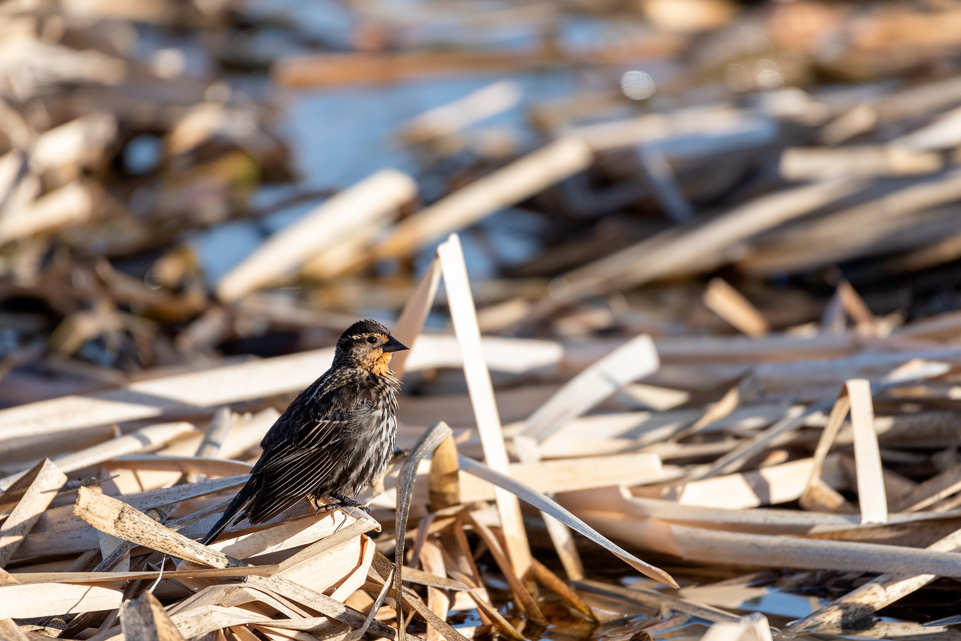 Female Red-winged Blackbird, Marshall Springs, Fish Creek Provincial Park, Calgary, Alberta