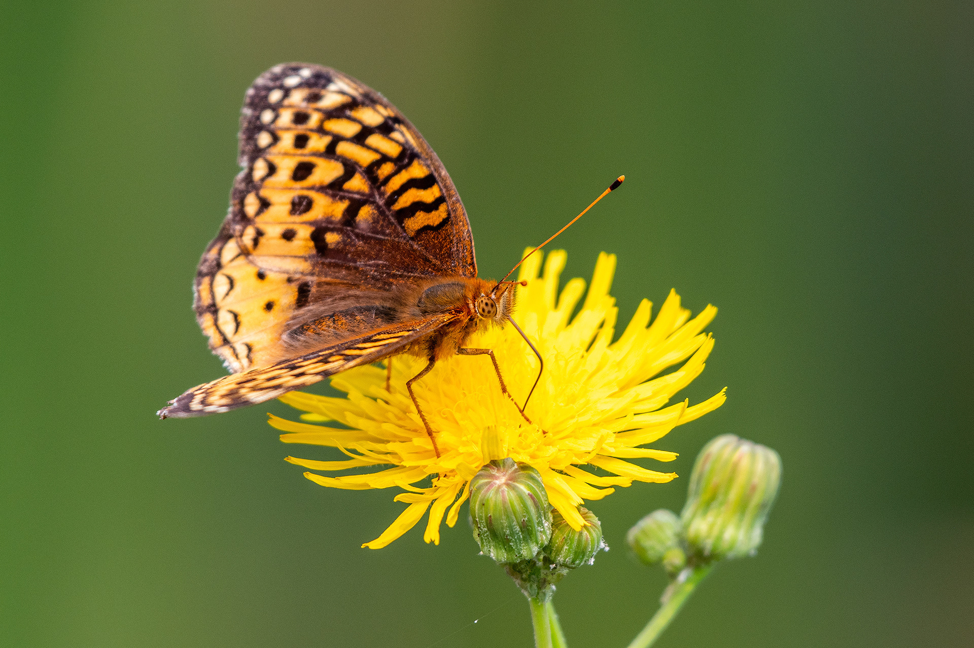 Butterfly on a flower, Marshall Springs - Fish Creek Prov. Park, Calgary, AB