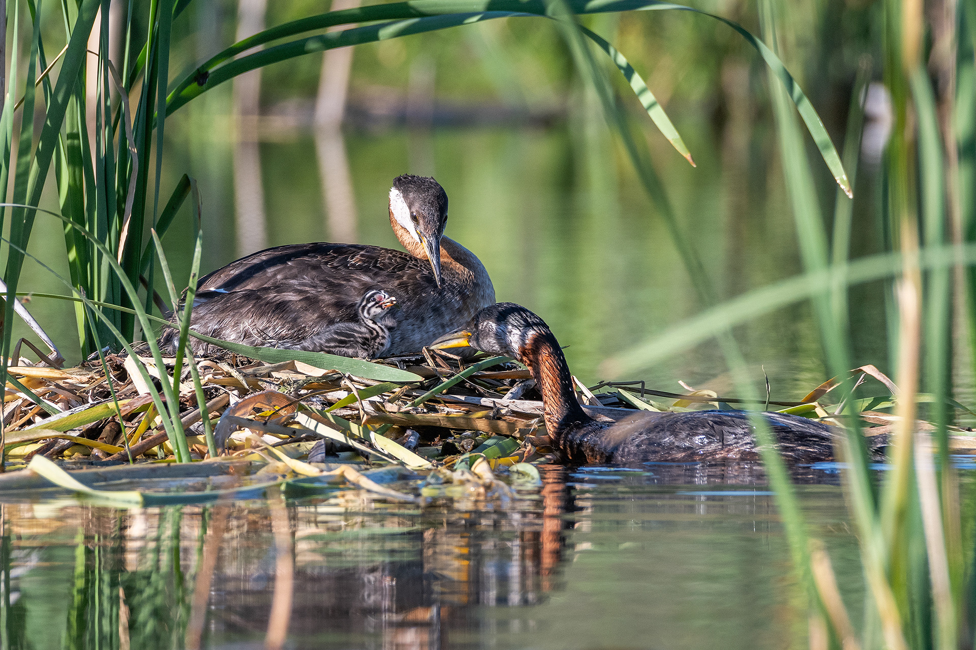 Red-necked Grebe pair at their nest with their one day old chick (Dad brought some food for the chick), Marshall Springs - Fish Creek Prov. Park, Calgary, AB