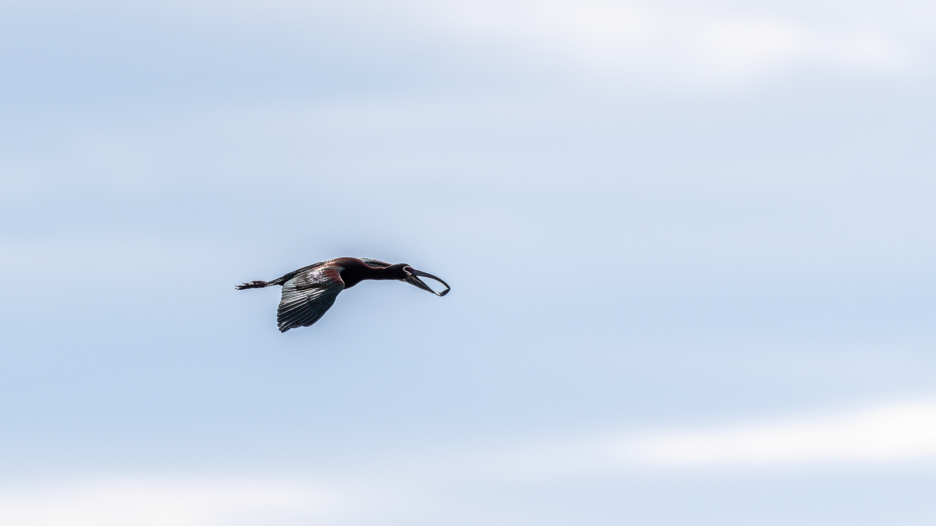 White-faced Ibis in flight at Frank Lake, Alberta