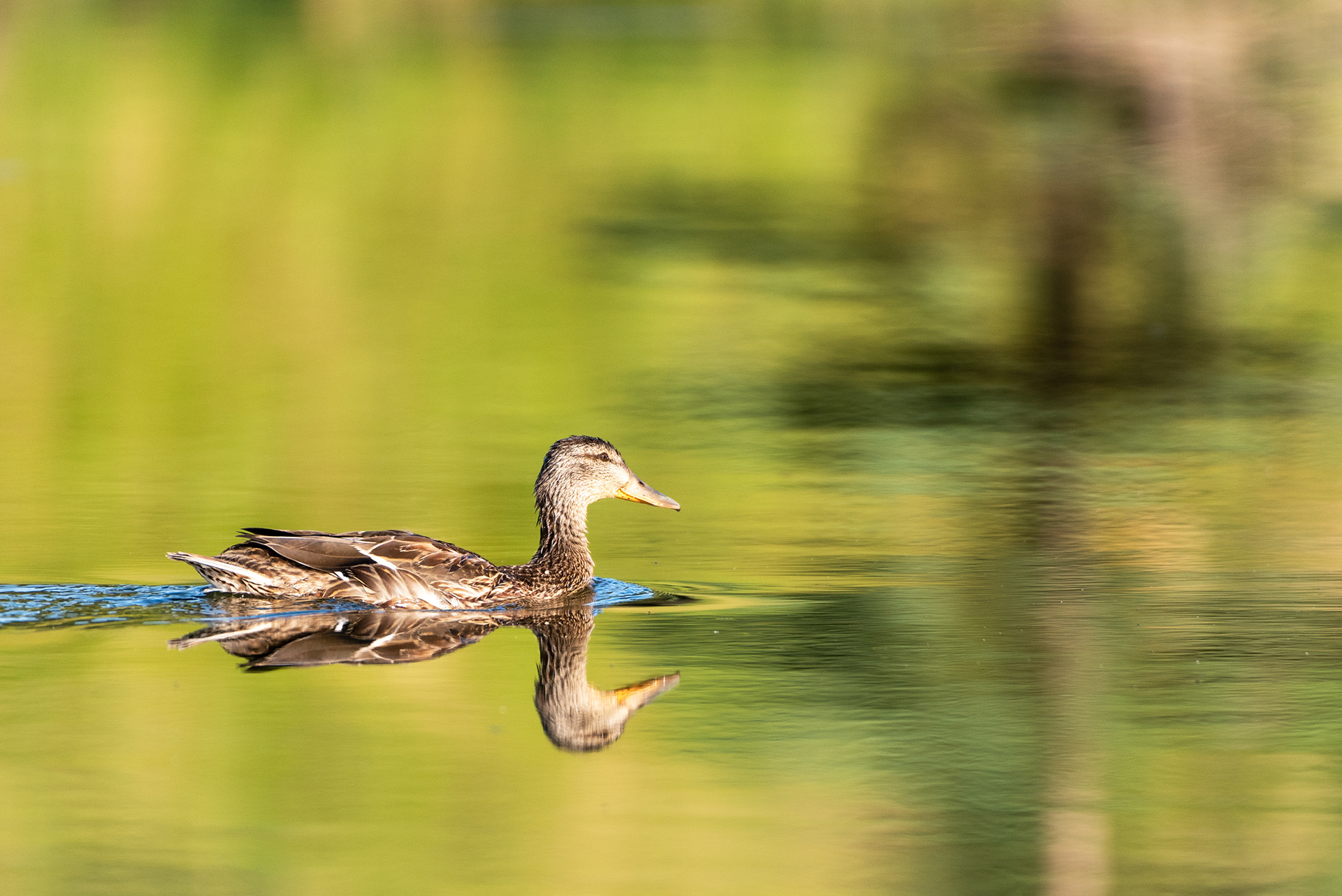 Mallard on the water