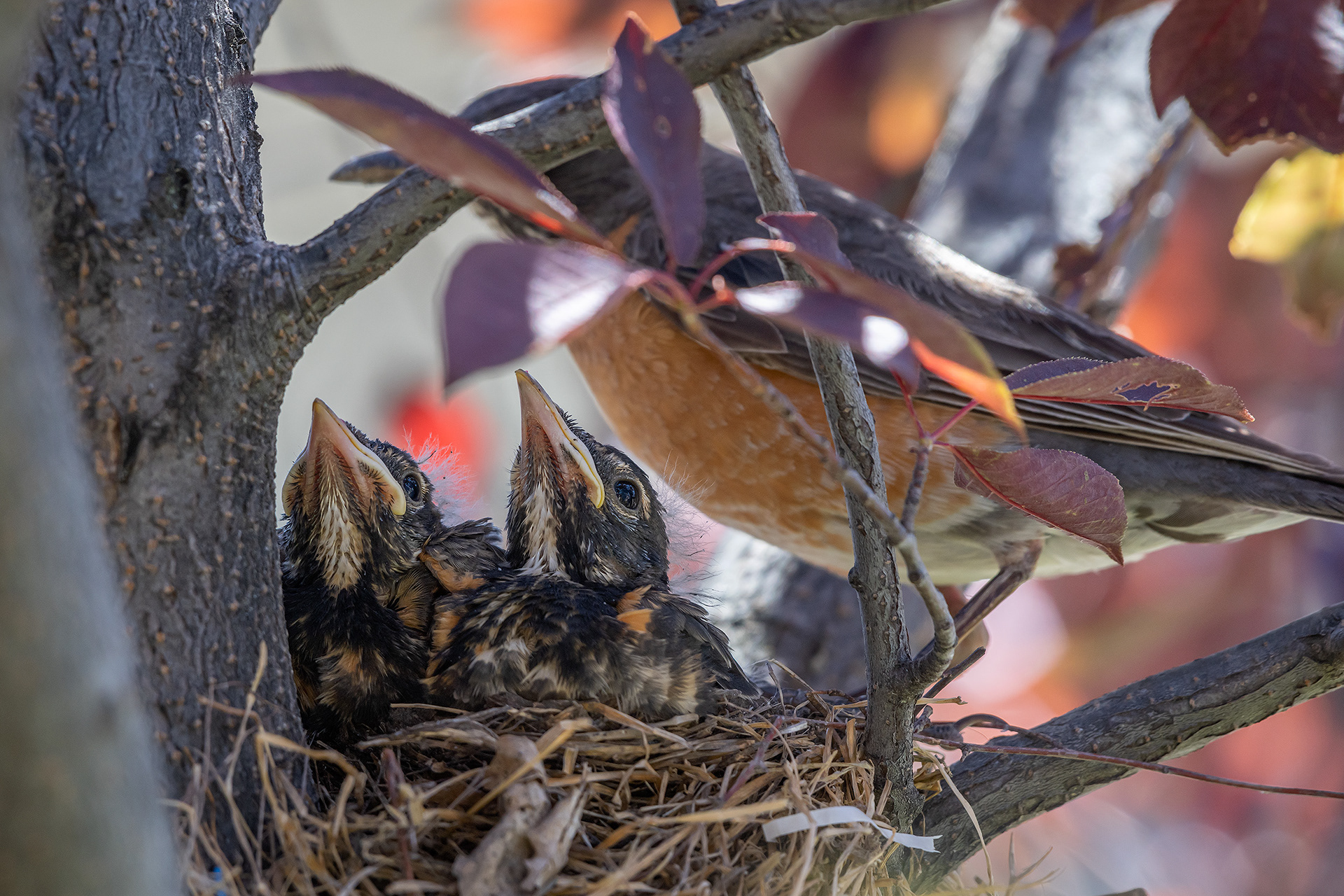 American Robin (female) with hatchlings, Bridlewood, Calgary, AB
