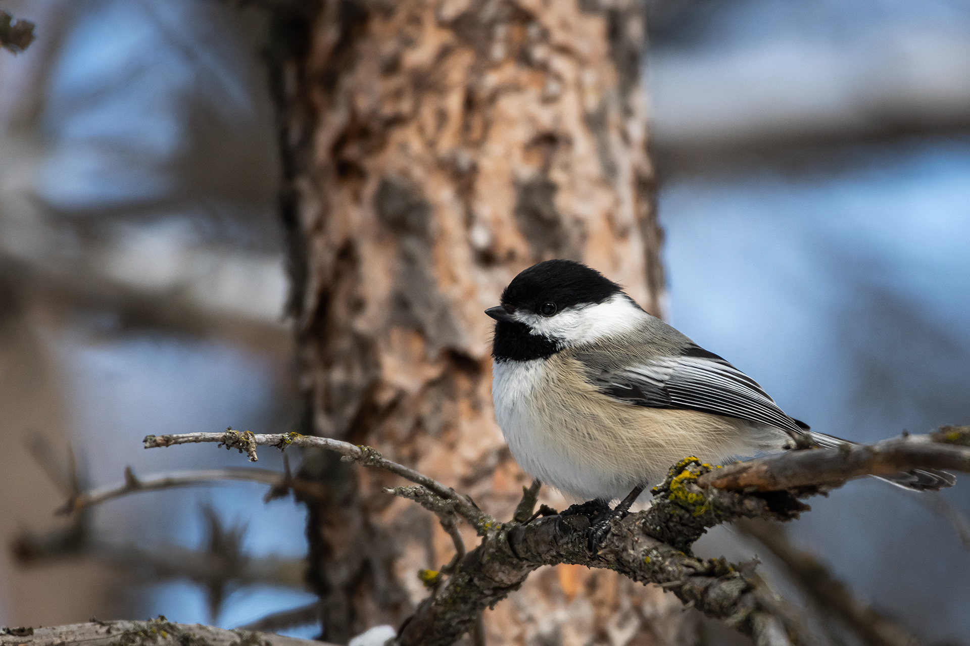 Black-capped Chickadee, near the Marshall Springs area of Fish Creek Provincial Park, Calgary, AB