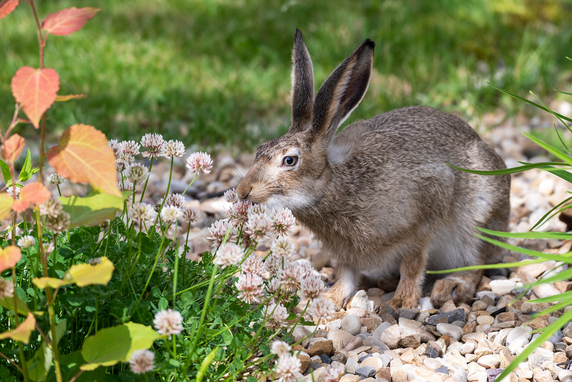 Hare stretches out to take a bite of the vegetation