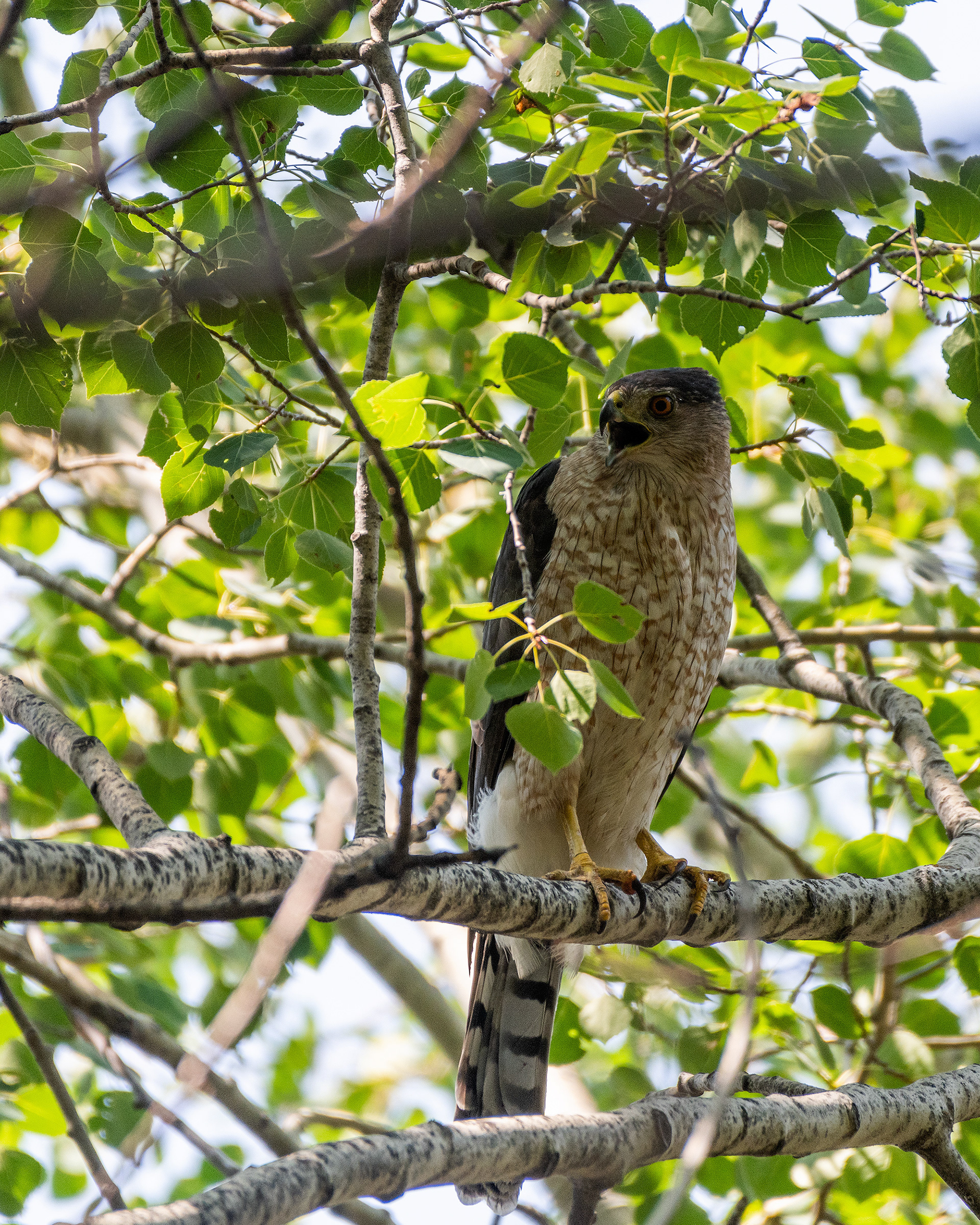 Cooper's Hawk, Marshall Springs - Fish Creek Prov. Park, Calgary, AB