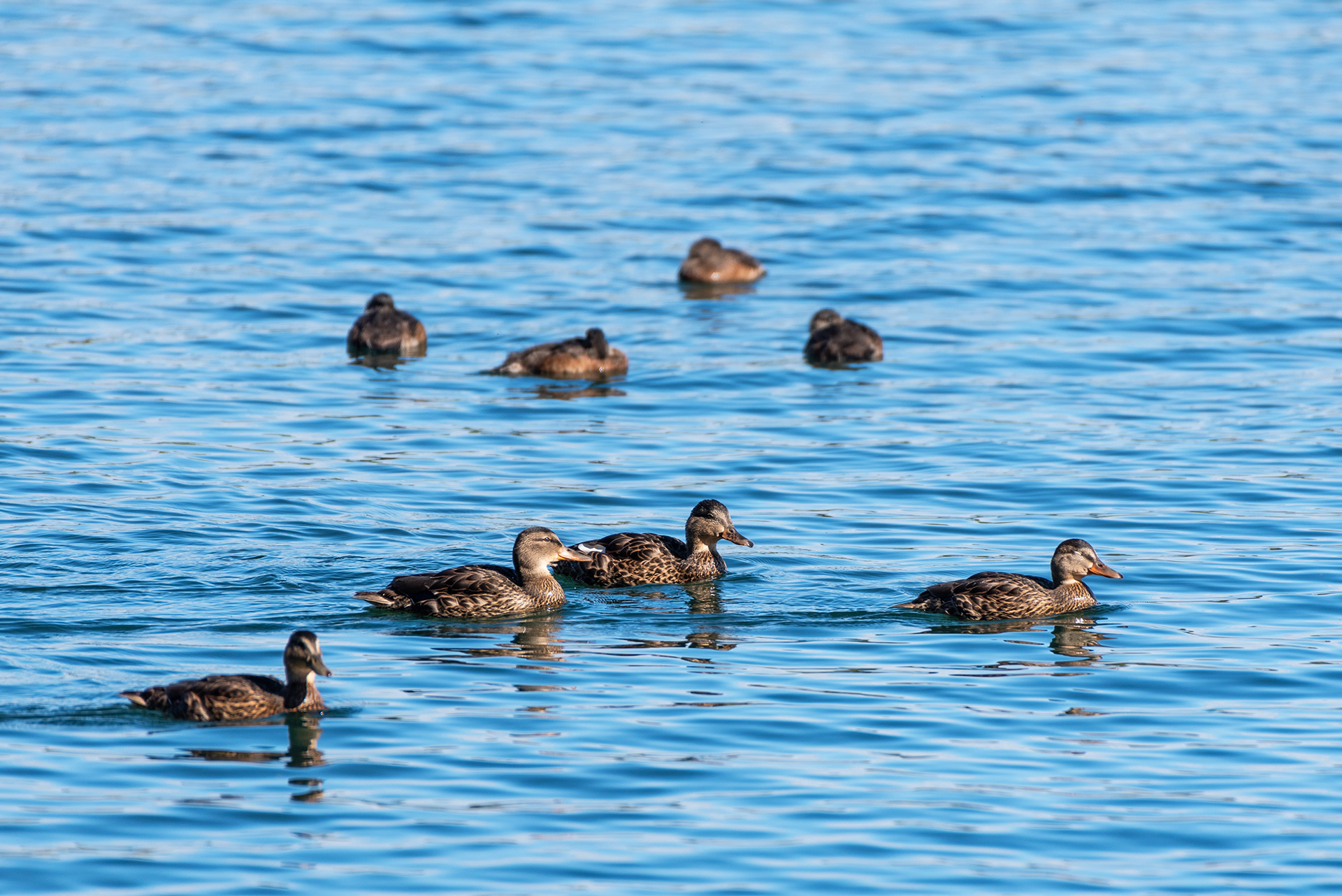 Mallards