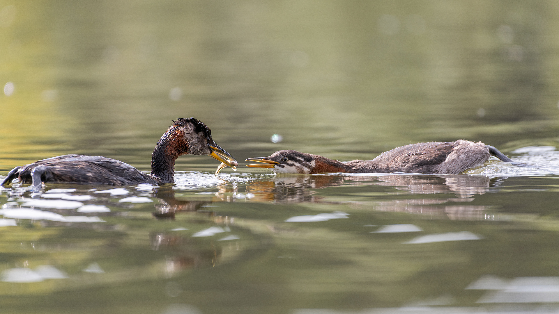 Red-necked Grebes (one female, one immature), Marshall Springs - Fish Creek Prov. Park, Calgary, AB