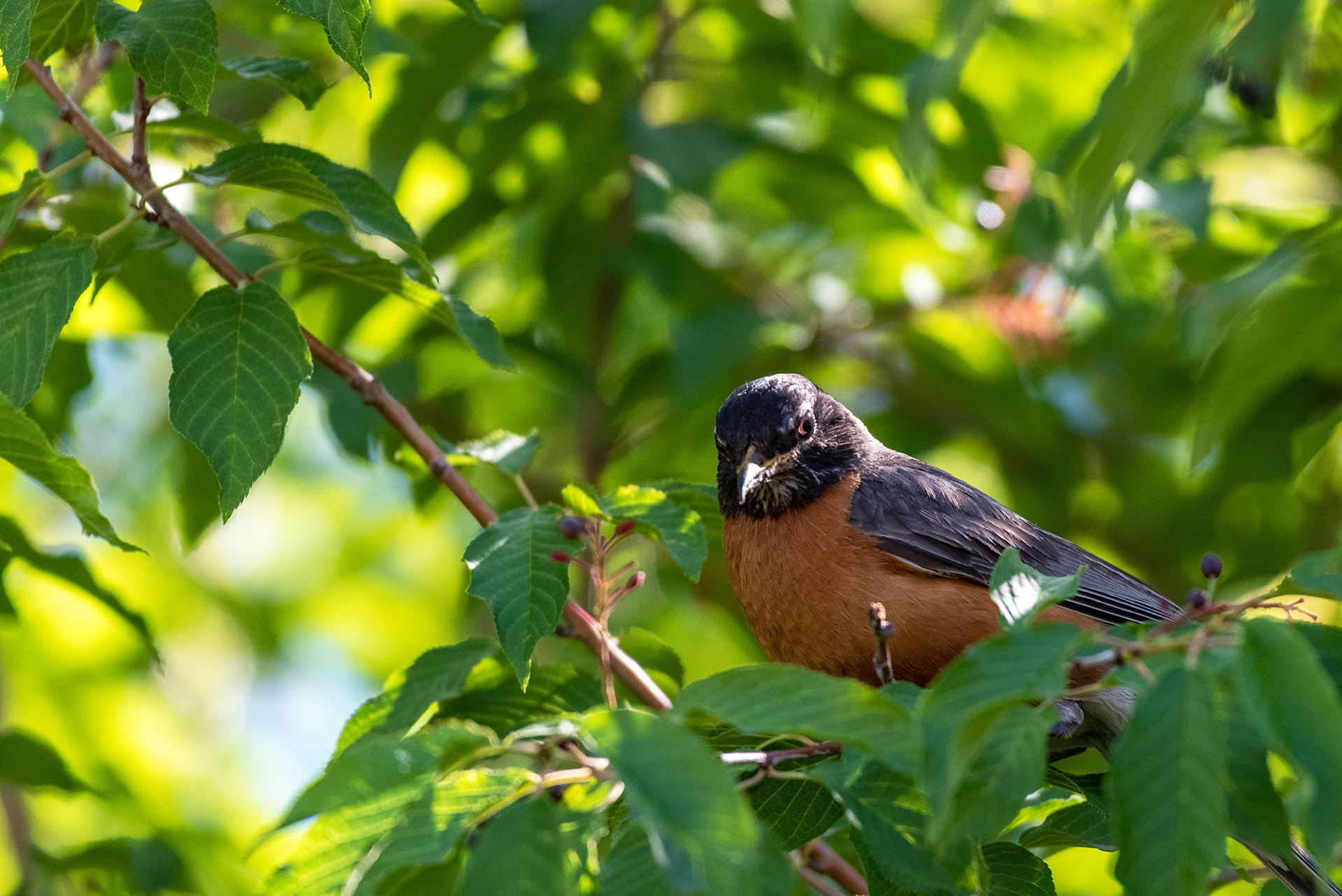 American Robin perched in a tree