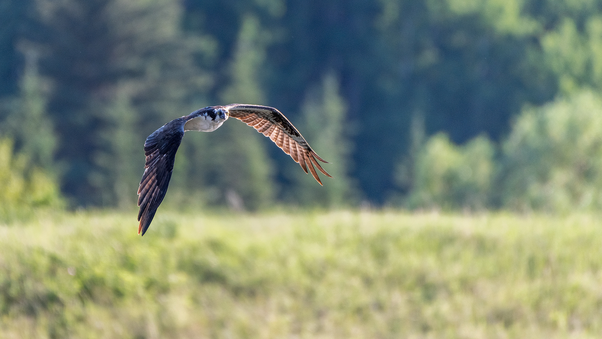 Osprey in flight, Marshall Springs - Fish Creek Prov. Park, Calgary, AB