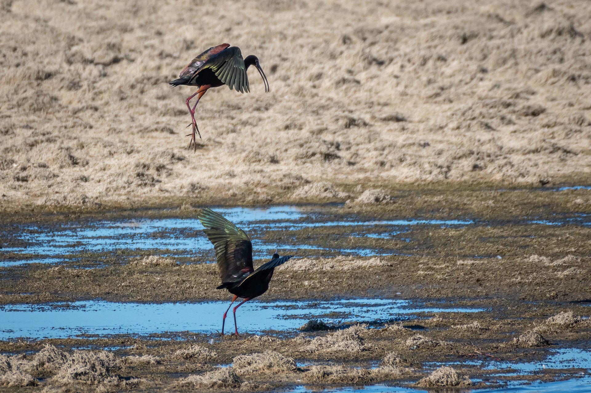 White-faced Ibises, Glenmore Reservoir, North Glenmore Park, Calgary, AB