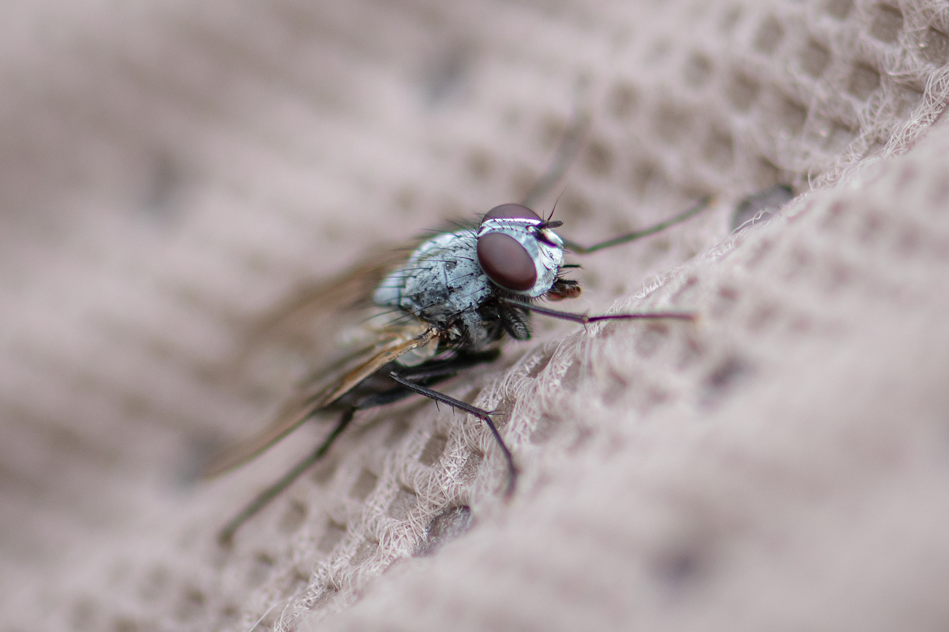 Fly, Bridlewood, Calgary, AB