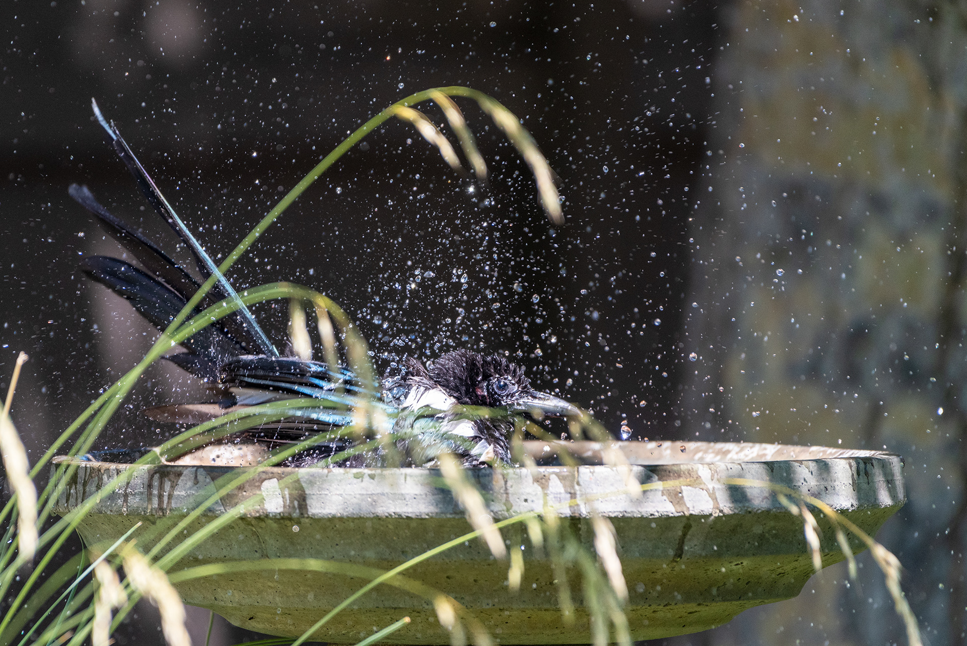 Black-billed Magpie in the birdbath