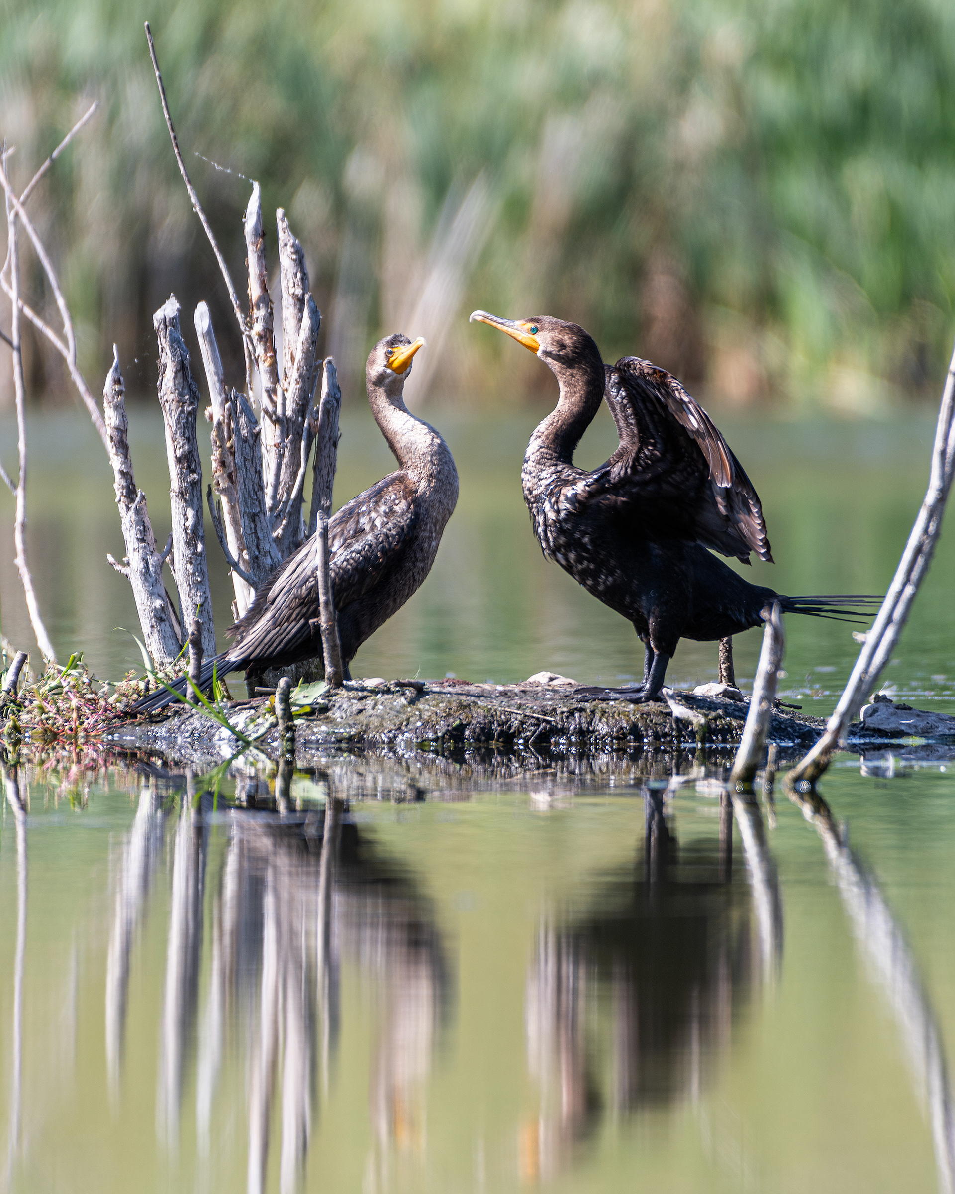 Double-crested Cormorants (1 adult, 1 immature), Marshall Springs - Fish Creek Prov. Park, Calgary, AB