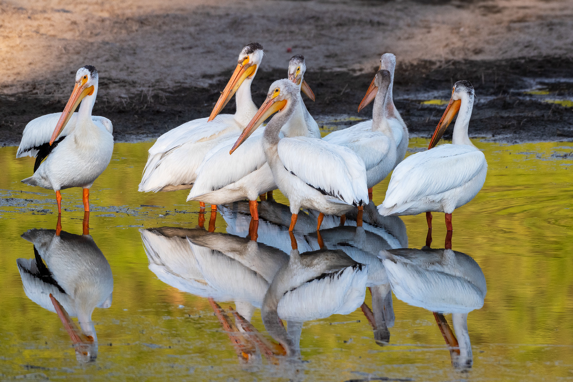 American White Pelicans